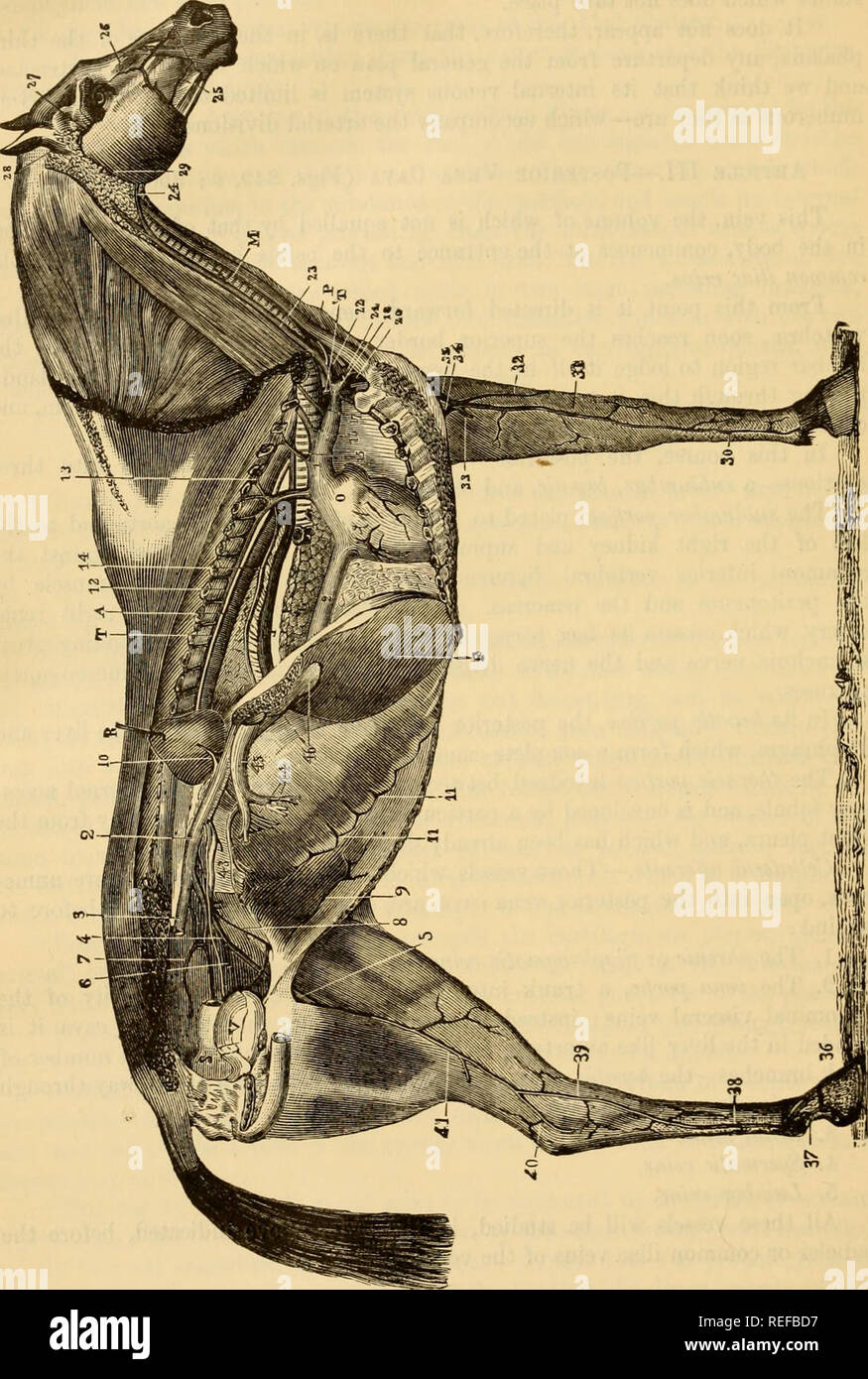 . La anatomia comparata degli animali domestici. Cavalli; anatomia veterinaria. 704 vene Fig 389.. Vista generale delle vene nel cavallo. 1. Rena anteriore cava; 2, 2, posteriore della vena cava; 3, diritto comune vena iliaca, diviso in corrispondenza del ilio- articolazione sacrale; 4, sinistra iliaca comune rein; 5, la vena femorale; 6, vena di otturatore; 7, vena subsacral; 8, a sinistra della vena spermatica; 9, posteriore vena addominale; 10, vena renale: 11, 11, rami ascendente della vena asternal ; 12, vena azygos, con i suoi rami intercostali, un,! M anteriore subdorsal il ramo venoso, 13; 14, vena esofageo; 15, dorsale o fare Foto Stock