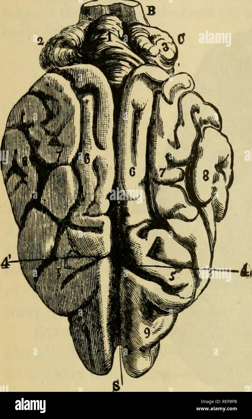 Solipedi . La anatomia comparata degli animali domestici. Anatomia Veterinaria ...