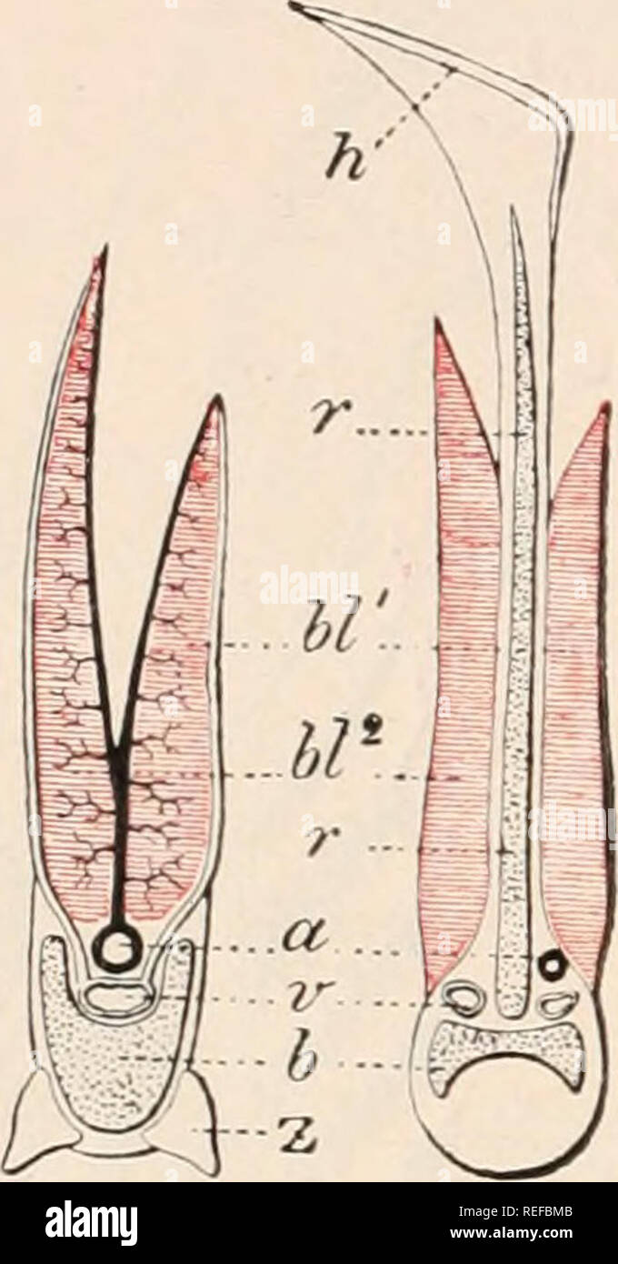 . Anatomia comparata dei vertebrati. Anatomia, comparativo; vertebrati. 35G di anatomia comparata sacs. gill-schisi noto come lo spiro.dc (p. 88), è quasi sempre presente più anteriormente, tra il mandibolare e hyoid archi. In Holocephali il spiracle è che vogliono, e ci sono solo quattro fessure e tre holobranchs oltre a hemibranchs sul hyoid e quarta brachiale arch : inoltre un opercular membrana è presente, coprendo il brachiale esterno aperture e apertura da una fessura posteriormente. In Chlamydoselachus orlata pieghe dal hyoid e setti interbranchial progetto oltre Foto Stock