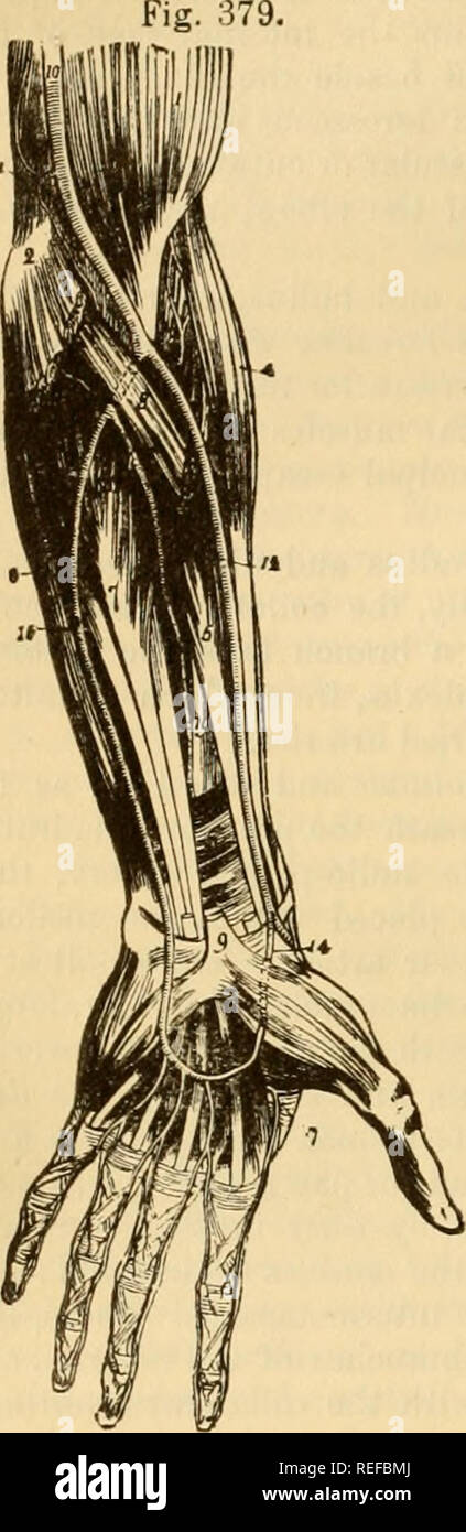 . La anatomia comparata degli animali domestici. Cavalli; anatomia veterinaria. 660 Le arterie. 2. La tiroide inferiore, il origia di wliich, e alcuni rami, troviamo nel ramo ascendente {ascendente) cervicale del inferiore arteria cervicale nel cavallo. 3. L'arteria mammaria interna si divide in due rami a xifoide cartilagine di tlie dello sterno. 4. Il superior arteria intercostale, l'analogo di cui vediamo nei solipedi, nel ramo subcostal della dorsale. 5. Il sovra-scapolare arteria, presente in tutti gli animali e dis- poste nello stesso modo. 6. La cervicale trasversale (TR Foto Stock