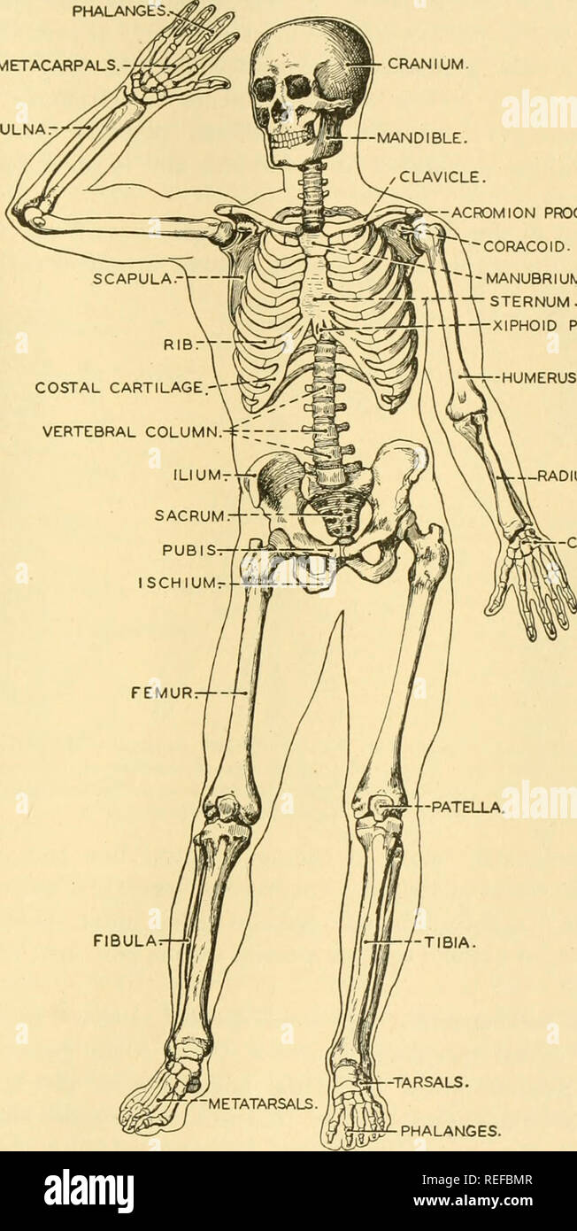 Anatomia comparata. Anatomia di confronto. Il sistema scheletrico 213 In  rettili, nervature aumentano in numero e in alcune forme di abbracciare la  cavità addominale. Nervature addominale sono comuni. Le nervature di
