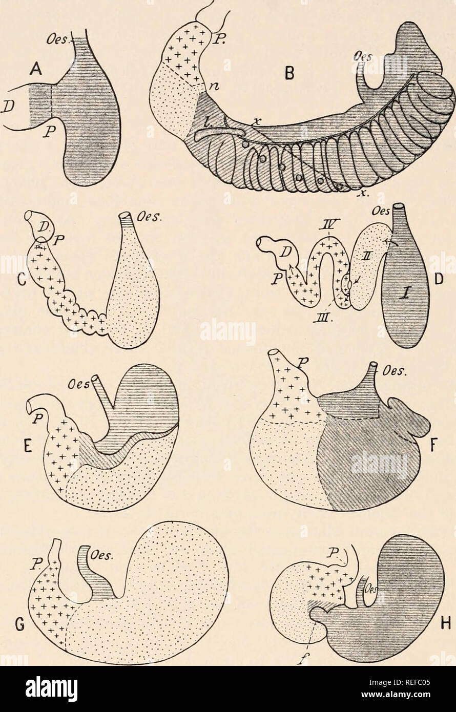 . Anatomia comparata dei vertebrati. Anatomia, comparativo; vertebrati