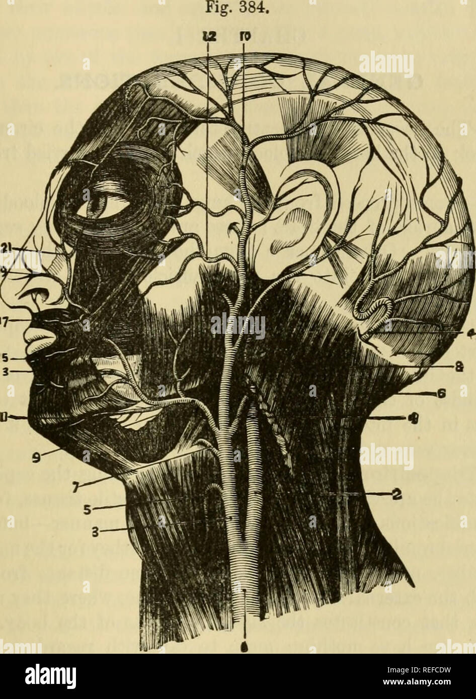 Solipedi . La anatomia comparata degli animali domestici. Anatomia Veterinaria ...