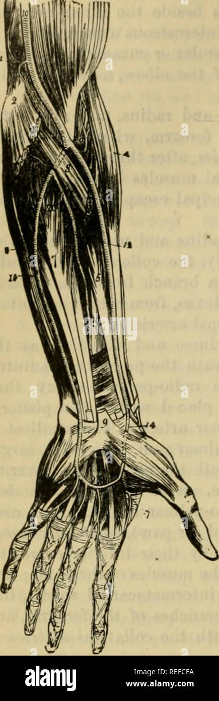 . La anatomia comparata degli animali domestici. Anatomia Veterinaria. 660 Le arterie. Fig. 379. 2. La tiroide inferiore, la cui origine e alcuni rami, troviamo nel ramo ascendente {ascendente) cervicale del inferiore arteria cervicale nel cavallo. 3. L'arteria mammaria interna si divide in due rami a xifoide cartilagine della piastrella aterauni. 4. Il superior arteria intercostale, analogo della quale abbiamo 866 nei solipedi, nel ramo subcostal della dorsale. 5. Il sovra-scapolare arteria, presente in tutti gli animali e dis- poste nello stesso modo. 6. La cervicale transcerse ( Foto Stock