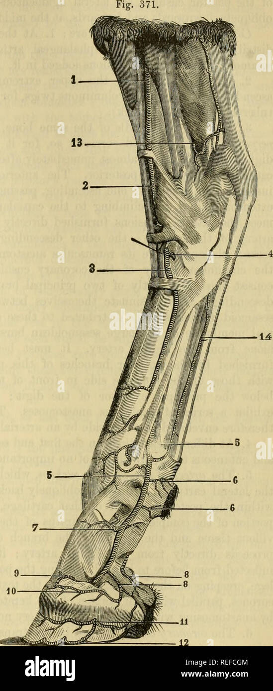 Solipedi Anatomia del fetlock immagini e fotografie stock ad alta risoluzione ...