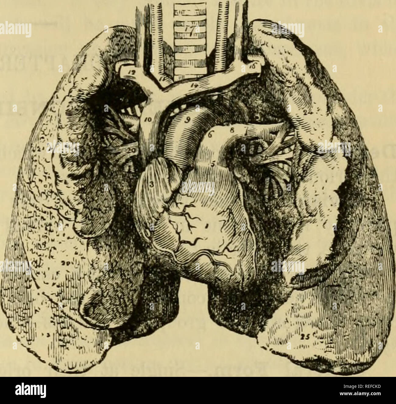 Solipedi . La anatomia comparata degli animali domestici. Anatomia Veterinaria ...