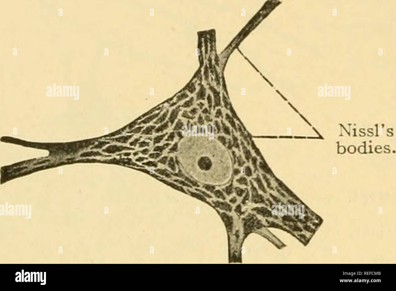 . Anatomia comparata. Anatomia di confronto. 148 Anatomia comparata su se stesso in modo che i due processi sono unite in uno che si divide in due nei pressi della cella-corpo (Fig. n.). La maggior parte dei tipi di neuroni recettori sono epithehal. In alcuni di questi la parte accettrice della cella stessa produce una fibra nervosa che conduce all'organo centrale (ad esempio, una cellula olfattiva e la sua fibra). In tal caso, un neurone serve sia come recettore e conduttore. In altri casi, come nell'organo uditivo, i recettori epithehal non producono fibre nervose ma sono intimamente legate al terminale ramoscelli di fibre nervose afferenti Foto Stock