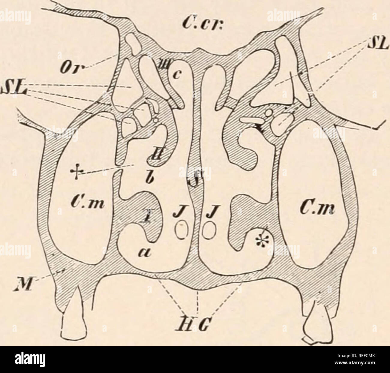 . Anatomia comparata dei vertebrati. Anatomia, comparativo; vertebrati. 270 Anatomia Comparata. ma con la riduzione di questo senso, perdono tleir funzione primaria, spesso persistenti semplicemente come aria-seni o wen disap- pearing entirelyl (Pinnipedia). Le ghiandole nasale di mammiferi possono essere divisi in due gruppi, -numerose piccole, diffondere Bowman s ghiandole, e una grande Stcnson di Aland. Quest'ultimo appare precocemente nell'embrione, e in molti casi subisce una riduzione; è situato nella parte laterale o pareti basale della cavità nasale, apertura nel vestibolo del naso, e può estendersi nella maxil- Foto Stock