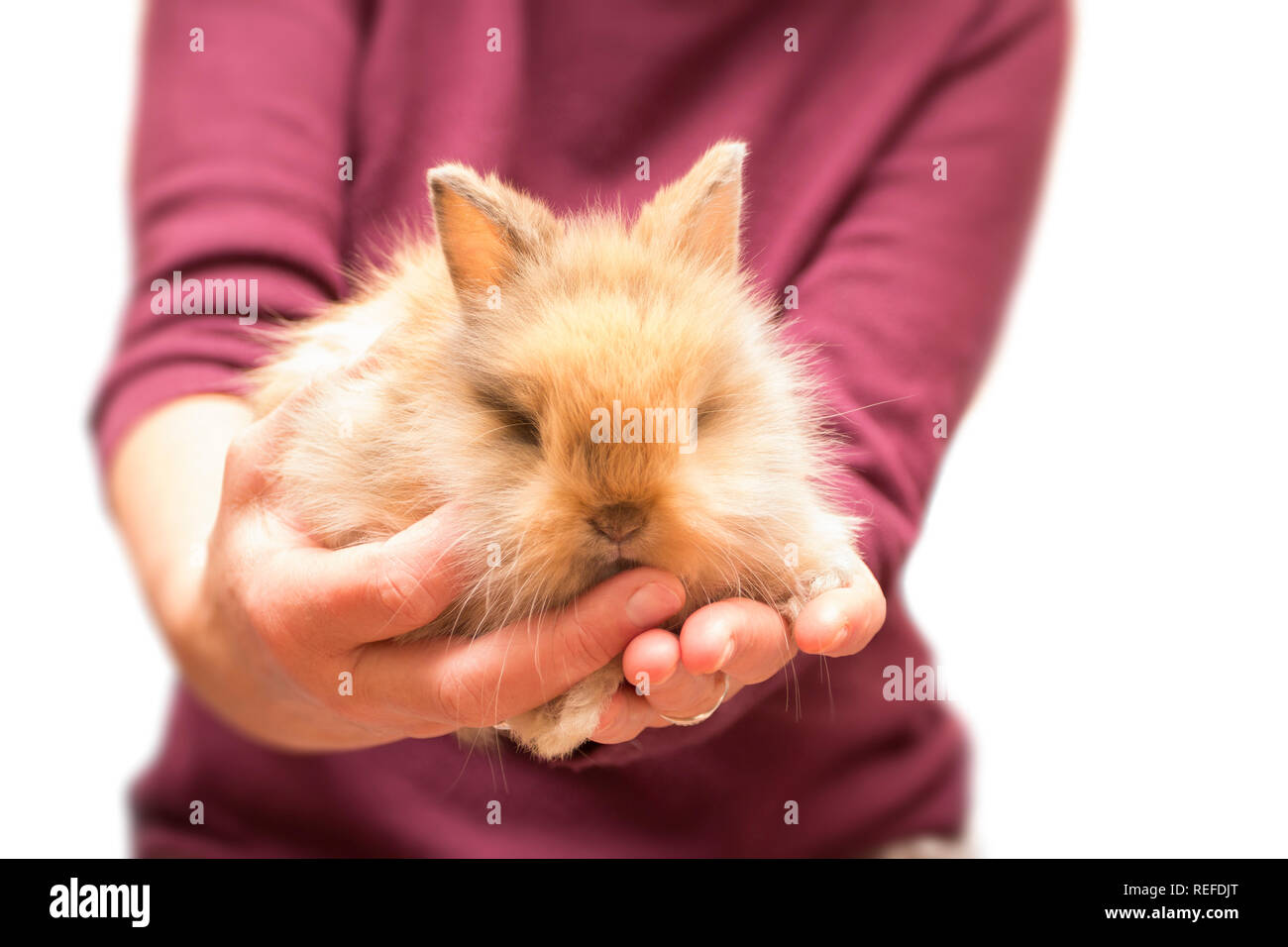 Donna che mantiene piccolo coniglio isolato su bianco Foto Stock