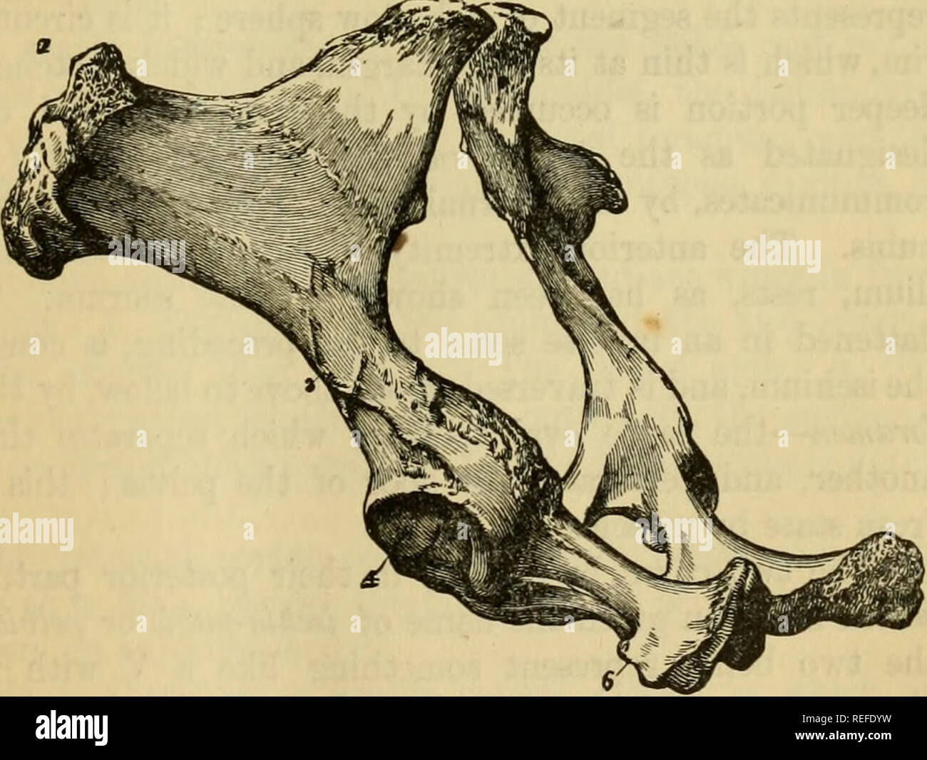 . La anatomia comparata degli animali domestici. Anatomia Veterinaria. Bacino (antero-laterale vista). 1, iliaca anteriore della colonna vertebrale ; 2, posteriore della colonna vertebrale iliaca ; 3, albero dell'ileo, con l'ilio-pectineal crest; 4, cotile; 5, sinfisi pubica; 6, tuberosità inferiore della colonna vertebrale e la tuberosità. loid angolo mediante una fessura che corre obliquamente verso l'interno e verso il basso. L'interno è unito a quello opposto di osso, per formare la porzione di pubico della sinfisi pelvica. Ayigles. - L'ex- Fig- 85. interna, denominata anche l'angolo cotiloideo, è quella più spessa delle tre. Ad essa appartiene principalmente il robusto Foto Stock