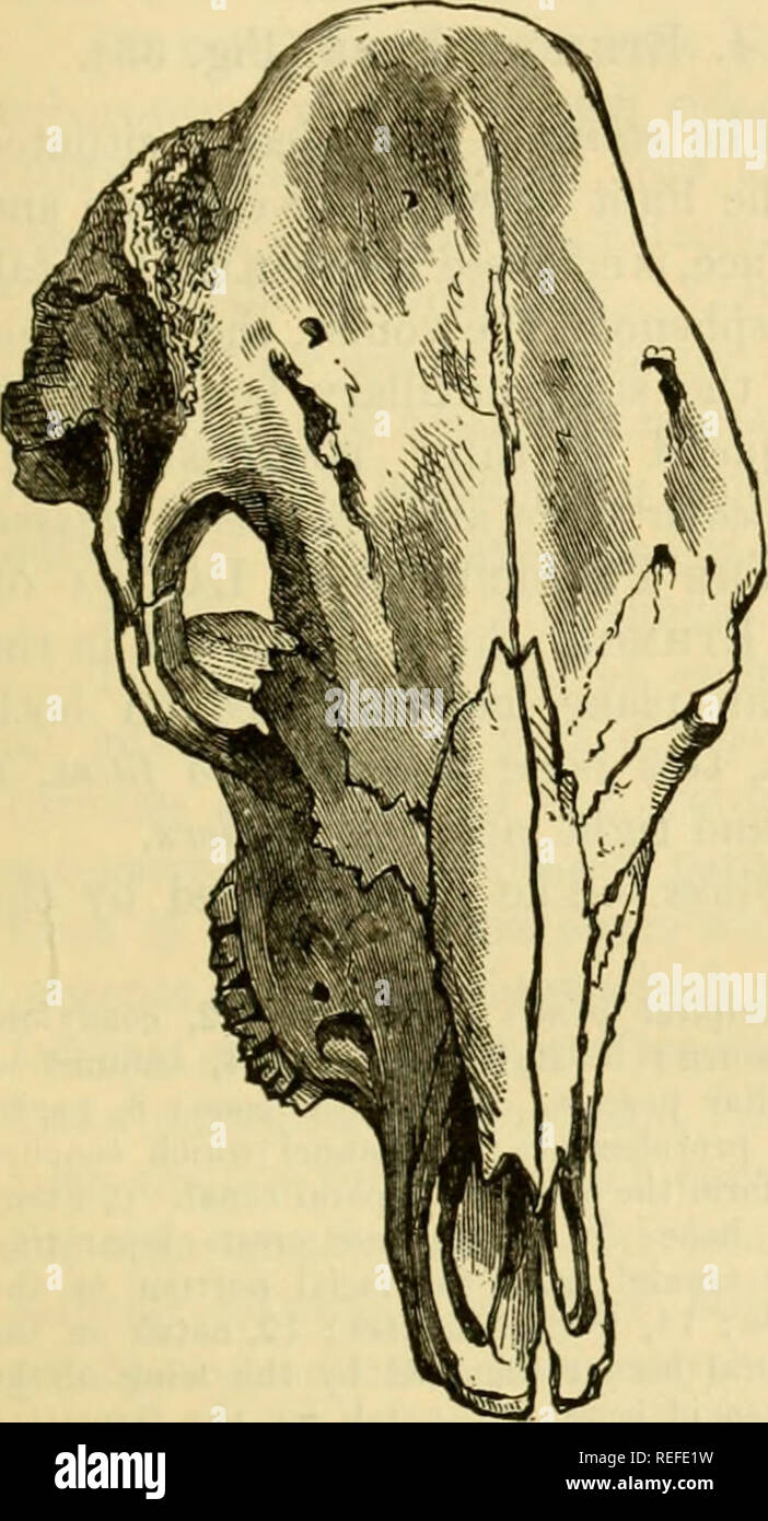 Solipedi . La anatomia comparata degli animali domestici. Cavalli; anatomia ...