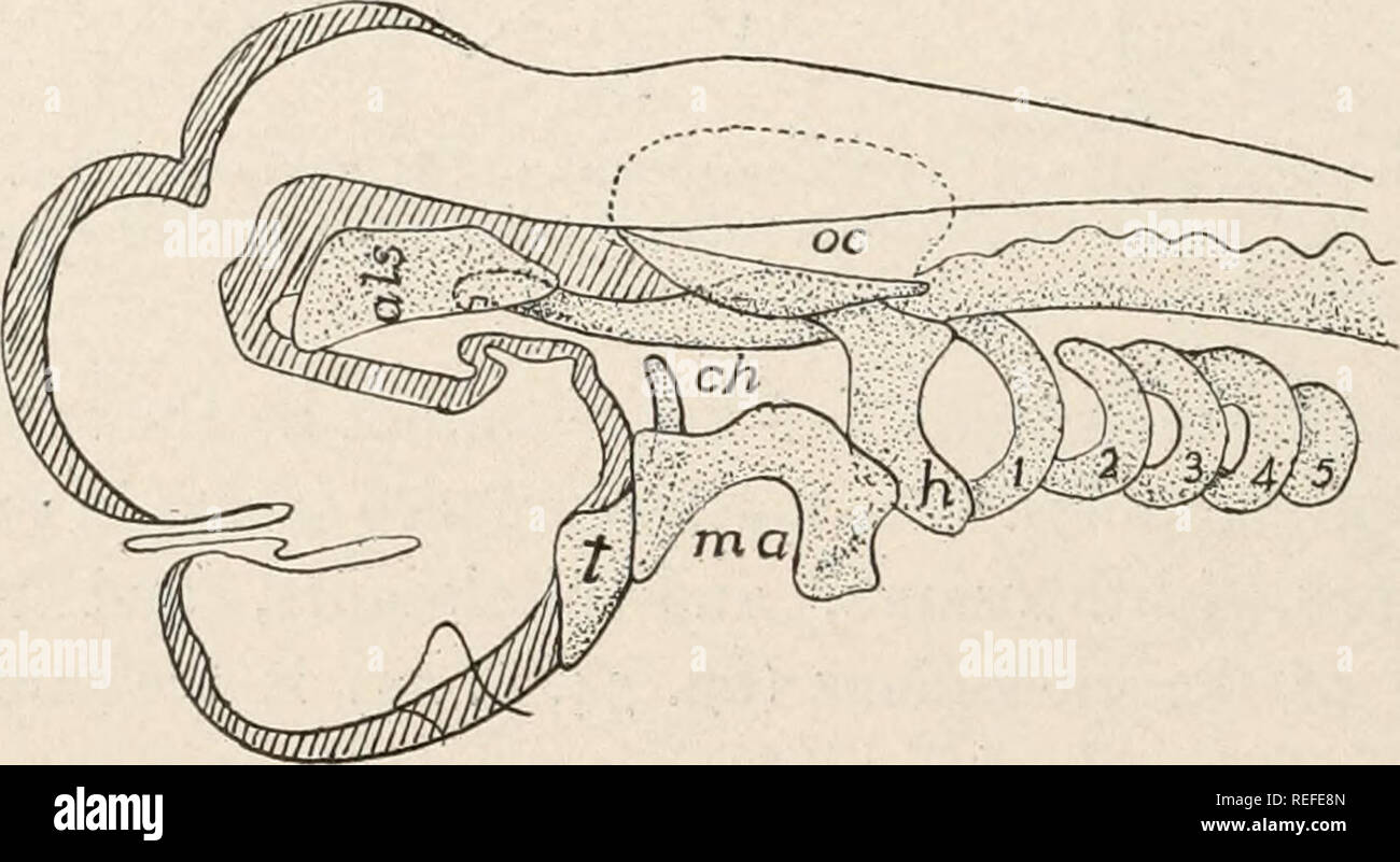 . Anatomia comparata dei vertebrati. Anatomia, comparativo; vertebrati -- anatomia. 60 morfologia comparata dei vertebrati. cartilaginee ed ossee, e nelle prime fasi non vi è traccia di seg- attuazione o delle vertebre, i segmenti Okenian comparire soltanto con la comparsa di osso. Il cranio può essere diviso in due porzioni, un cranio, composta di un caso per il cervello e senso di capsule en- la chiusura degli organi di senso speciale (le orecchie, gli occhi e il naso); e uno scheletro viscerale, più o meno intimamente legati alla estremità anteriore del tratto digestivo. Sviluppo del cranio. Poco Foto Stock