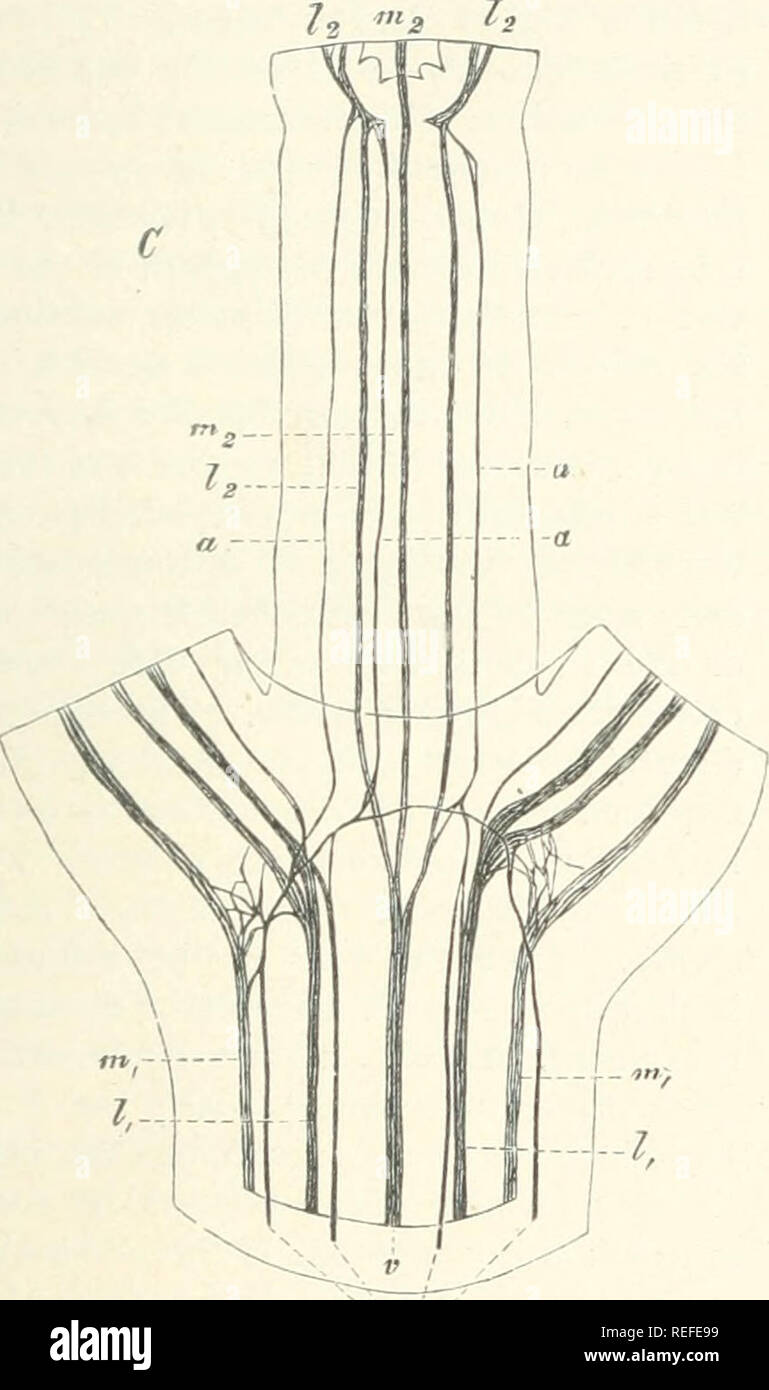 . Anatomia comparata degli organi vegetativi delle fanerogame e felci. Anatomia vegetale; fanerogame; felci. Ci ANOMALO addensamento nelle dicotiledoni e gimnosperme. 597 extrafascicular cambial anello (c), che è un po' più esterno ed è costituito per la maggior parte di un singolo strato, diventa visibile: è nettamente distinte dalle parentesi- chyma in- e al di fuori di essa (che nel frattempo è diventato grande-celled) dalle piccole dimensioni della sezione trasversale delle sue celle. Se dobbiamo in primo luogo considerare il corso longitudinale dei nuovi pacchetti, che diventano visibili allo stesso tempo come l'cambial anello, un Foto Stock