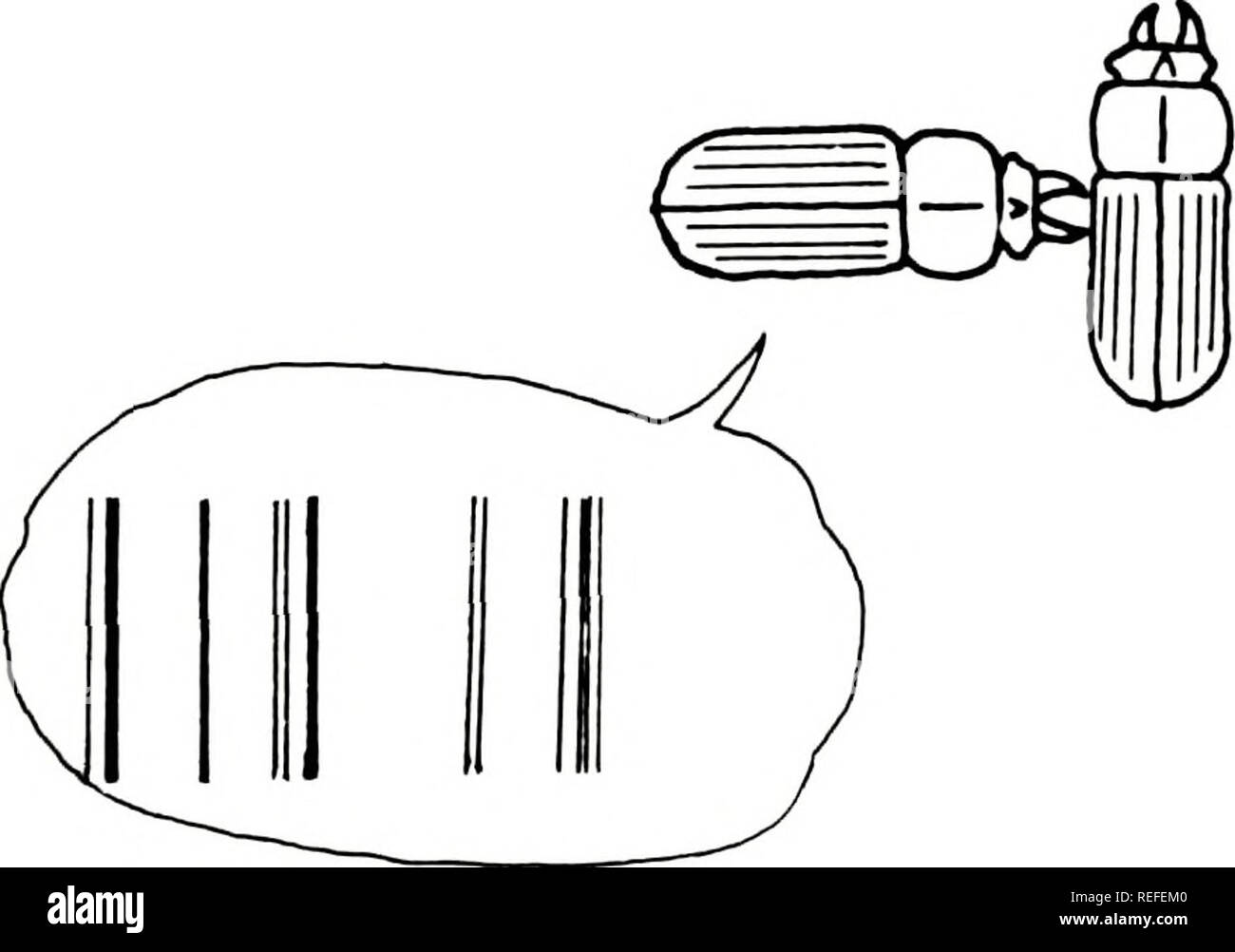 . Comportamento comparativo, segnali acustici e di ecologia del Nuovo Mondo Passalidae (Coleoptera). Passalidae. Fig. È. Odontotaenius disjunctus-tipi di suono e la posizione di coleotteri durante l aggressione da parte di uno scarabeo. (A) forte aggressione, (b) lieve aggressività.. Si prega di notare che queste immagini vengono estratte dalla pagina sottoposta a scansione di immagini che possono essere state migliorate digitalmente per la leggibilità - Colorazione e aspetto di queste illustrazioni potrebbero non perfettamente assomigliano al lavoro originale. Schuster, Jack Clayton. Foto Stock