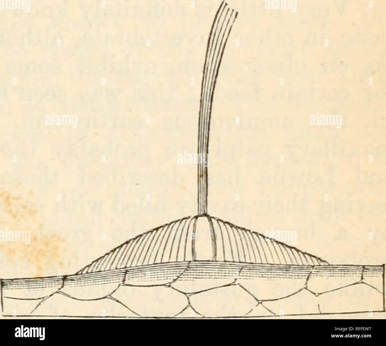 . Anatomia comparata e Fisiologia. Cap. XII.] ORGANI DEL GUSTO. 435 considerando ; questi che sono più numerose sui cirri e in prossimità della bocca, giacciono fianco a fianco con i normali cellule epiteliali, da cui essi sono da distinguere da un rigido processo di libero e un collegamento basale con una fibra nervosa, richiamando alla mente nuovamente il senso semplice celle del Medusse. Molto carattere ordinario di cellule tattile tra i Vertetorata è il loro bulbo-come disposizione (vedere " Elementi di istologia," il protocollo CHAP, xv.); essi sono, come può essere sup- pone ampiamente dis- attribuita al di sopra del Foto Stock