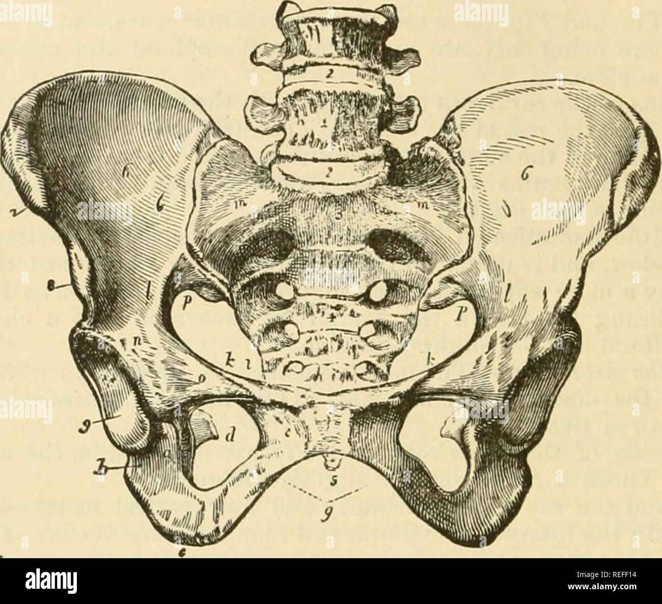 . La anatomia comparata degli animali domestici. Anatomia Veterinaria. lOS le ossa. obliquamente verso il basso e verso l'interno; esso presenta una curvatura in avanti. Il corpo dell'osso è prismatico e triangolare nella sua parte mediana; il bordo posteriore del prisma tiiis costituisce un modo un po' cresta salienti, che tiene il plaue di tutti i signori cardinali di inserimento su pos- terior aspetto del femore in animali e viene indicato il littea asptra. Questa linea si biforca al di sopra e al di sotto; sotto i rami di un margine di forma triangolare o popliteo spazio. Ficr. 69.. Pelvi umana; femmina. 1, ultima vertebra lombare; 2, 2, Inter Foto Stock