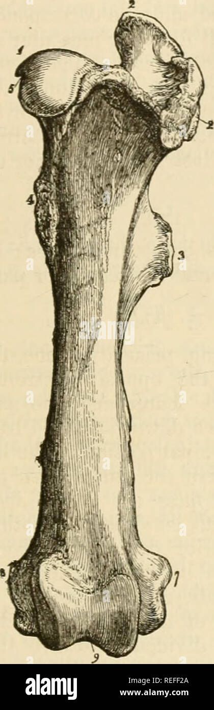 . La anatomia comparata degli animali domestici. Anatomia Veterinaria. La parte posteriore degli arti. 99 inserita, dopo scivolando su convessità; 3, posteriormente il/ossa del trocantere o digital fossa, una profonda cavità costellata di impronte e delimitata esternamente da un bordo saliente che scende verticalmente dal vertice del trochauter alla faccia posteriore dell'osso, dove esso decresce gradualmente. L'estremità inferiore viene schiacciata su entrambi i lati; di conseguenza il suo asse maggiore attraversa a destra augle che dell'estremità superiore. Si distingue la Fig. 61, fis. 62. Si prega di notare th Foto Stock