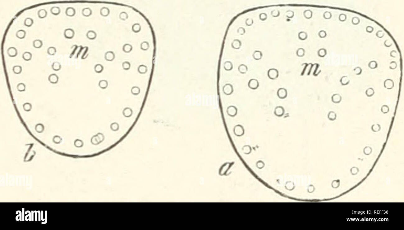 . Anatomia comparata degli organi vegetativi delle fanerogame e felci. Anatomia vegetale; fanerogame; felci. Corso di fasci nello stelo. 291 L'inchiesta di un ;}"o:/ng gambo di Angiopteris mi ha mostrato un tipico completamente bundle- tubo, interrotta da ampi divari fogliare; due forti fasci fogliare derivano sotto ai margini laterali del gap e salire obliquamente attraverso la corteccia, entro cui essi si dividono in rami che passano in foglia. Le zone concentriche di fasci sottili nel gambo di Ceratopteris thalictroides possono anche appartenere a questa categoria, ma che richiedono ulteriore Foto Stock