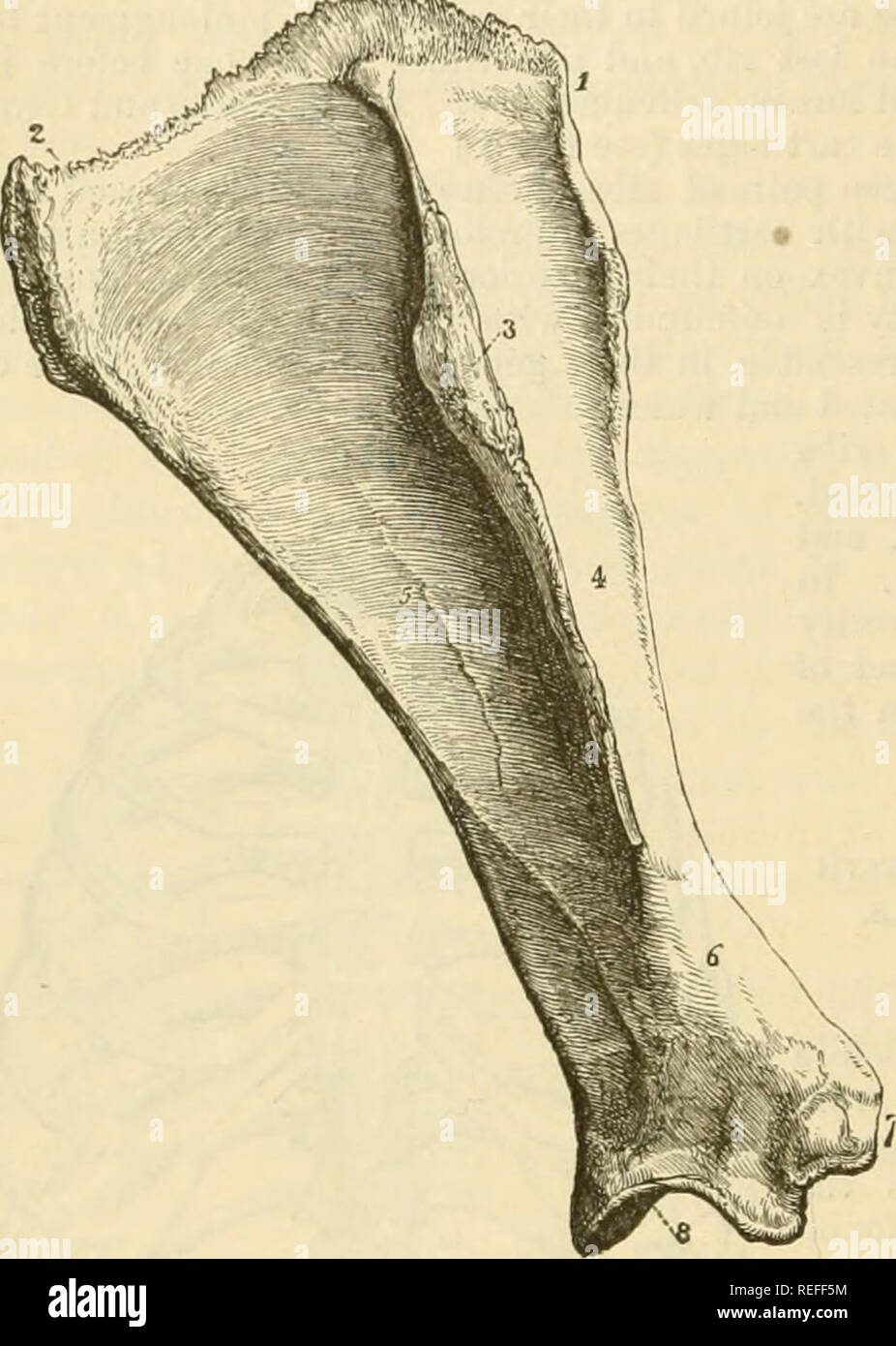 Solipedi . La anatomia comparata degli animali domestici. Anatomia Veterinaria ...