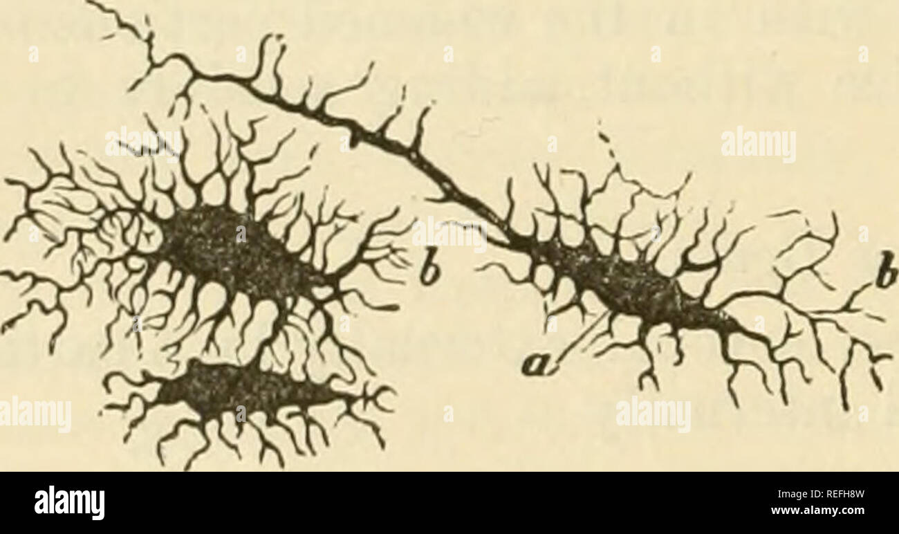 . La anatomia comparata degli animali domestici. Anatomia Veterinaria. Fi9c. 8.. LACUN.E O OSTEOPLASTS di sostanza ossea, ingrandite di 500 diametri. imjwegnatea witn liqui nella consistenza spugnoso no Haversian canali può essere visto, la osteoplasts sono irregolarmente disposte nello spessore della sostanza fondamentale, che con- stitutes setti del areolae di questo tessuto. Come regola generale, il tessuto corretto delle ossa è composta da un telaio- Lavoro di sostanza organica che è la gelatina per la sua base e in cui sono depositati i calcareo phos- phates e carbonati, che danno a questa tissu Foto Stock . La anatomia comparata degli animali domestici. Anatomia Veterinaria. Fi9c. 8.. LACUN.E O OSTEOPLASTS di sostanza ossea, ingrandite di 500 diametri. imjwegnatea witn liqui nella consistenza spugnoso no Haversian canali può essere visto, la osteoplasts sono irregolarmente disposte nello spessore della sostanza fondamentale, che con- stitutes setti del areolae di questo tessuto. Come regola generale, il tessuto corretto delle ossa è composta da un telaio- Lavoro di sostanza organica che è la gelatina per la sua base e in cui sono depositati i calcareo phos- phates e carbonati, che danno a questa tissu Foto Stock