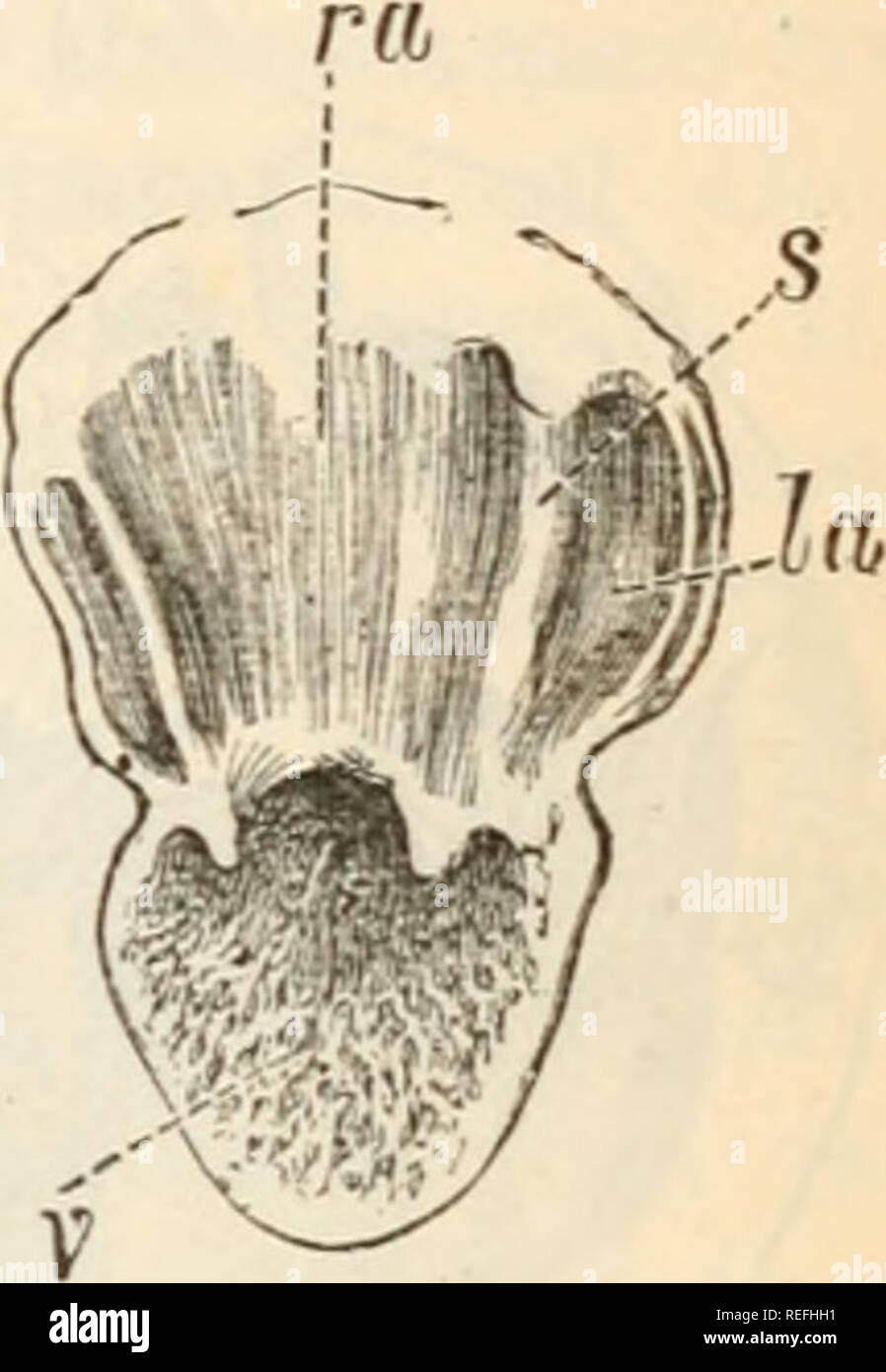 . Anatomia comparata e Fisiologia. Cap. V.] cuore di vertebrati. 197. porzione del cuore mediante valvole membranoso, appena come il padiglione auricolare è spento dal seno venoso da strutture simili; questi sono dei pesci di solito, ma non sempre, in numero di due e la loro funzione è chiaramente per chiudere il modo indietro nel sistema venoso, e quindi di aiuto in. forzando il sangue in avanti sulla contrazione delle pareti della cavità. In Amphibia (Fig. 84) Le due valvole sono fibrosi e sono collegate da fibre con la parete del ventricolo, in modo che quando questa parte dell'organo contrac Foto Stock