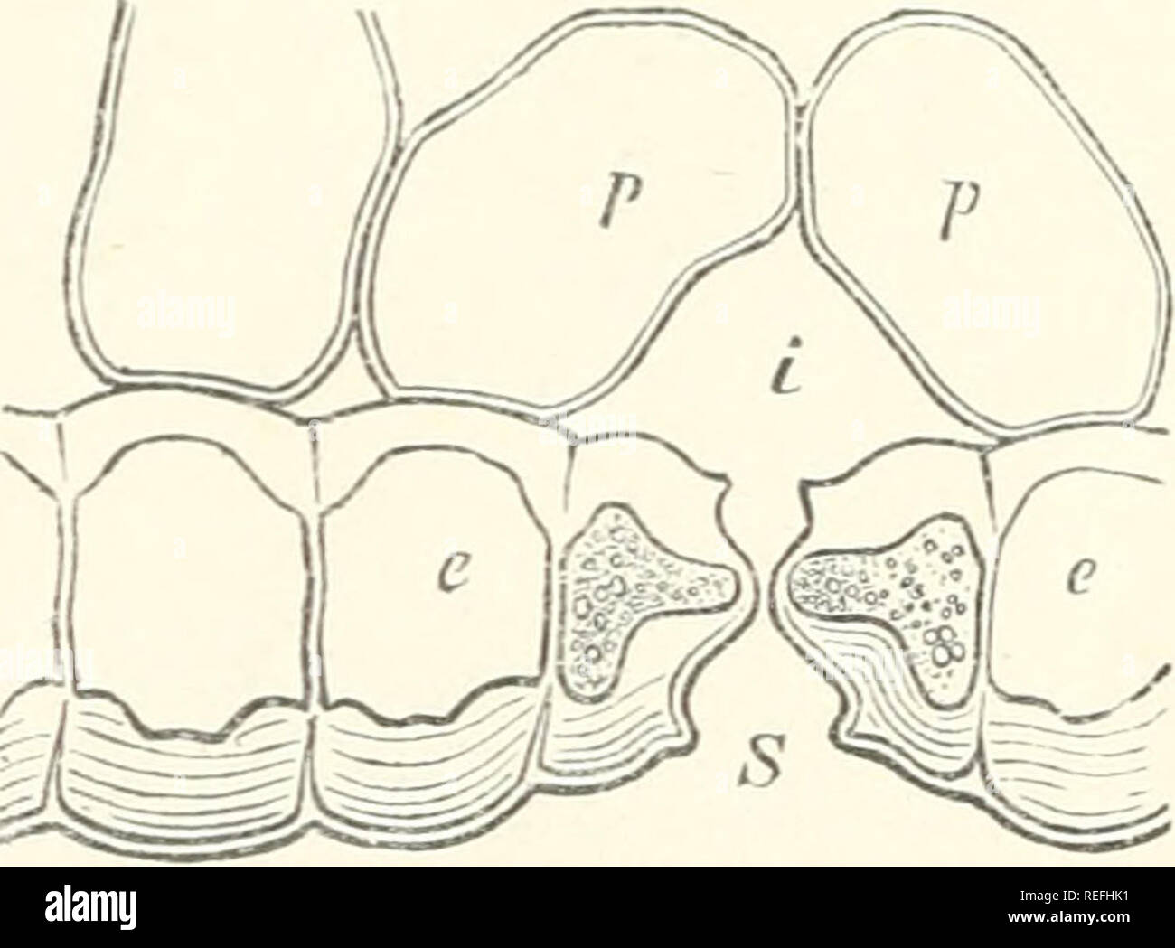 . Anatomia comparata degli organi vegetativi delle fanerogame e felci. Anatomia vegetale; fanerogame; felci. Epidermide. n sono ancora presenti in un numero considerevole di casi eccezionali. In tal modo sulla foliao-e foglie di Coffea, Viburnum Avabaki, Cocculus laurifolius, Cinnamomum aromaticum, Camellia japonica S e di erbe ^ dove alcuni di loro sono disposti perpendicolarmente rispetto alla superficie esterna; ma sulle curve ondulate sono diretto obliquamente verso l'esterno dal lume di ciascuna cella, e rivolta verso la cella vicina, in modo che quelli di due celle confinanti croce. Essi si verificano anche in Foto Stock