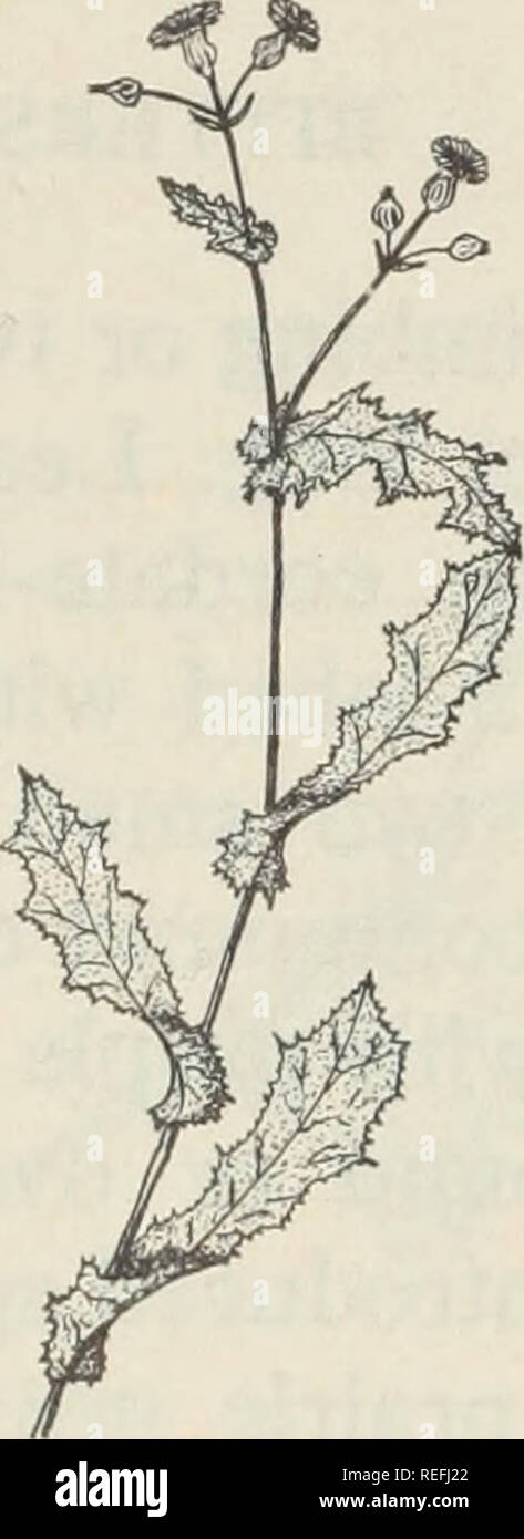 . Erbacce comune delle praterie canadesi;. Le erbacce. Sonchus arvense L. PERENNE SOW-THISTLE un perenne da 1 a 5 metri di altezza, con un forte spunto portinnesti. Steli di solito cavo, non molto ramificato. Foglie inferiori 4 a 10 cm di lunghezza, ristretta a un corto peduncolo e avente indietro-lobi di puntamento, superiore senza peduncolo e meno lobate. Denti in foglia della colonna vertebrale con punta a. Fiori giallo brillante in una corymbose panicle su ispido stocchi. Comune nelle aree moister delle praterie.. Sonchus asper (L.) Hill FICO D'INDIA SOW-THISTLE un annuale da 2 a 6 piedi alto. Foglie leggermente lobato, stringendo stelo in base; lobi dorso-ribaltato, basa Foto Stock