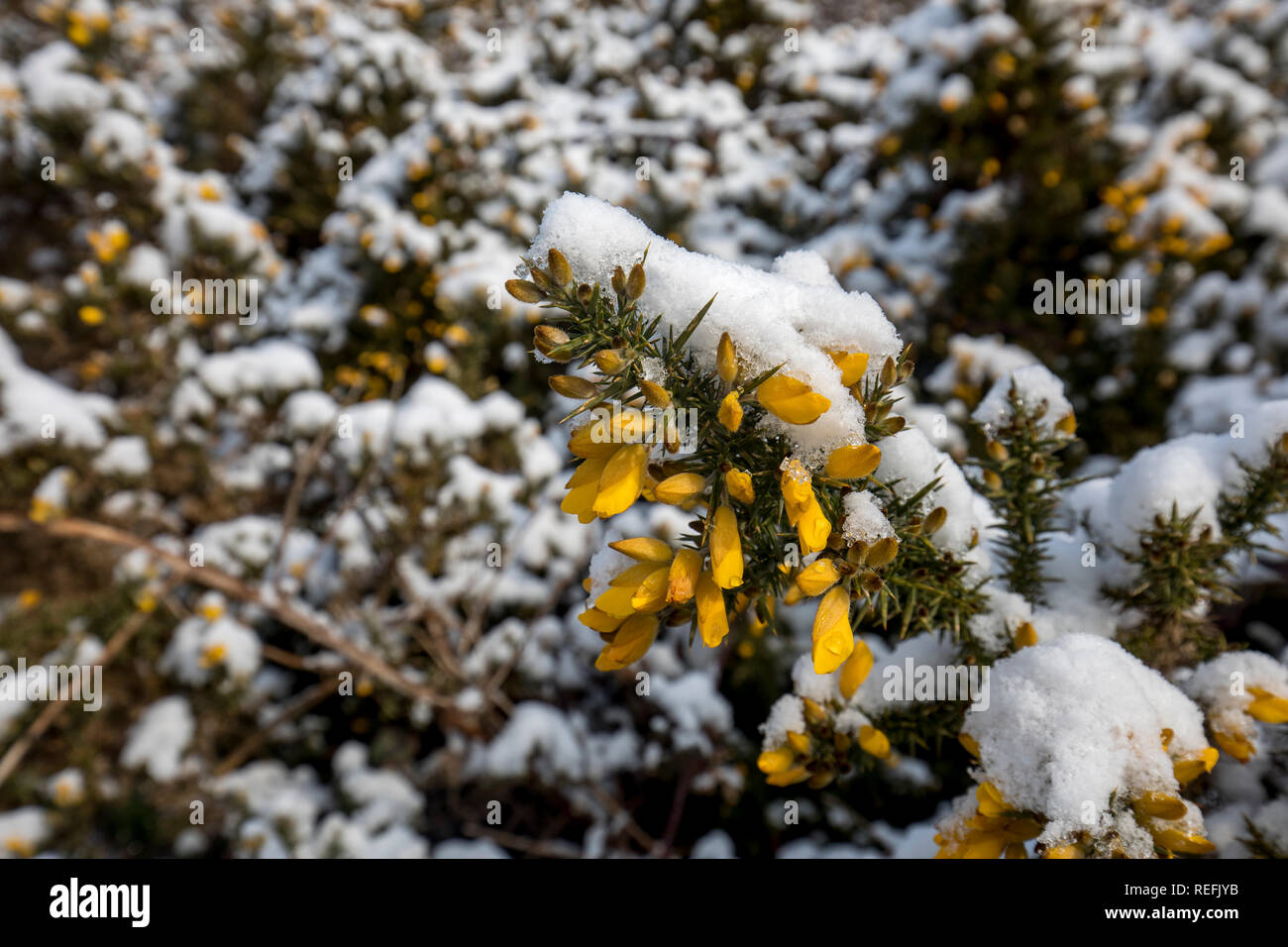 Gorse fiori nella neve; Cornovaglia; Regno Unito Foto Stock
