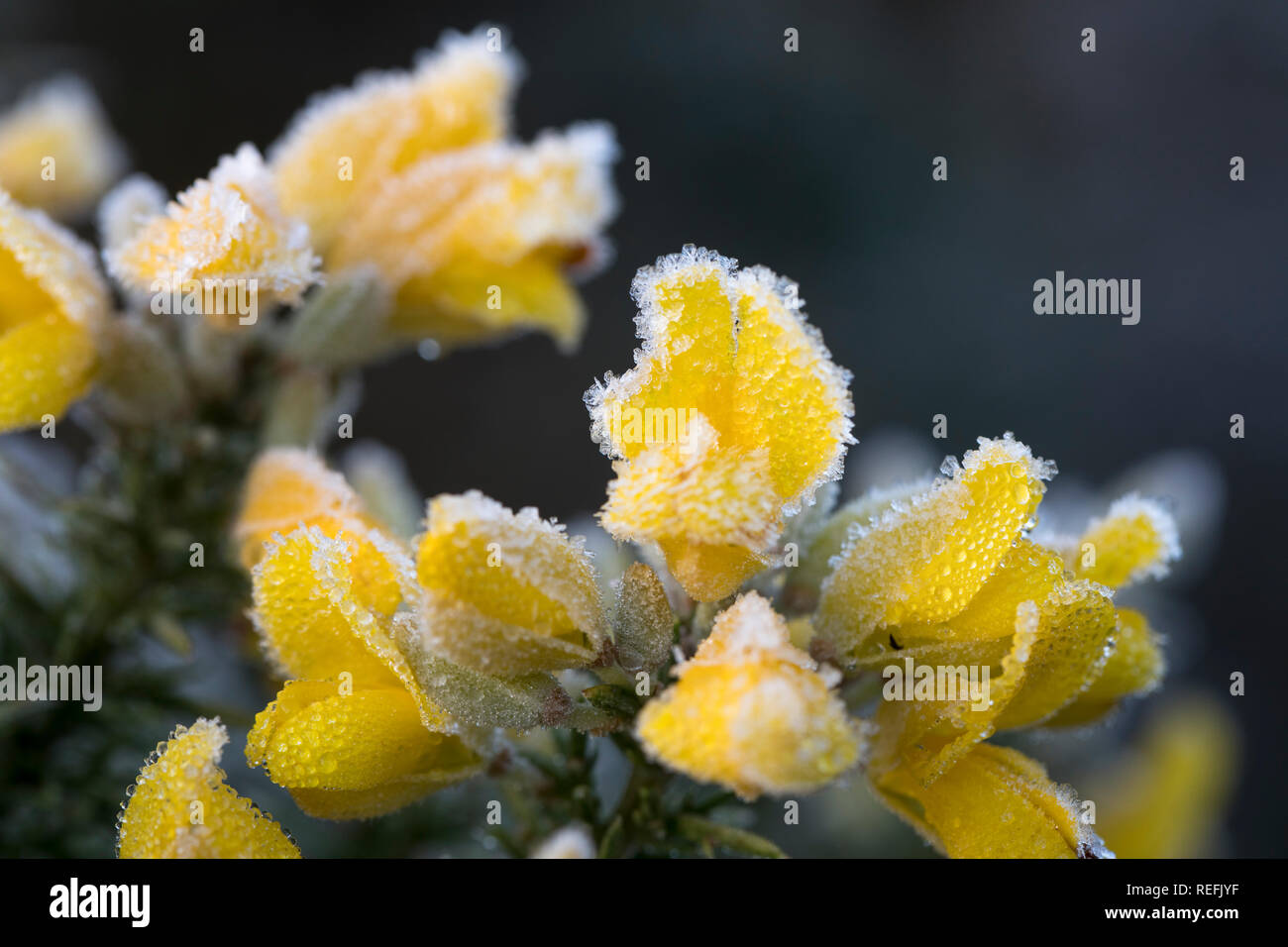 Gorse Fiori con gelo; Cornovaglia; Regno Unito Foto Stock