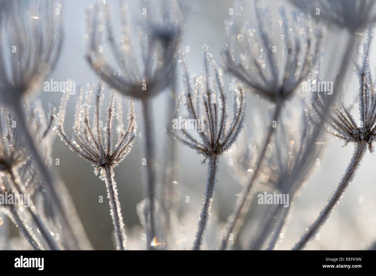 Hogweed; Heracleum mantegazzianum; nel gelo; Cornovaglia; Regno Unito Foto Stock