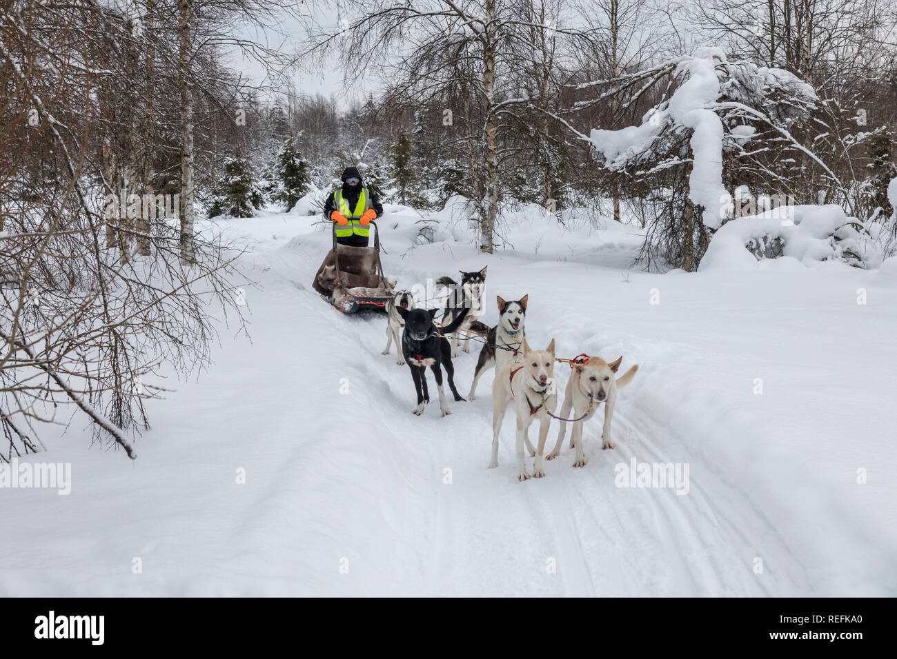 Sled e team Husky; Finlandia Foto Stock