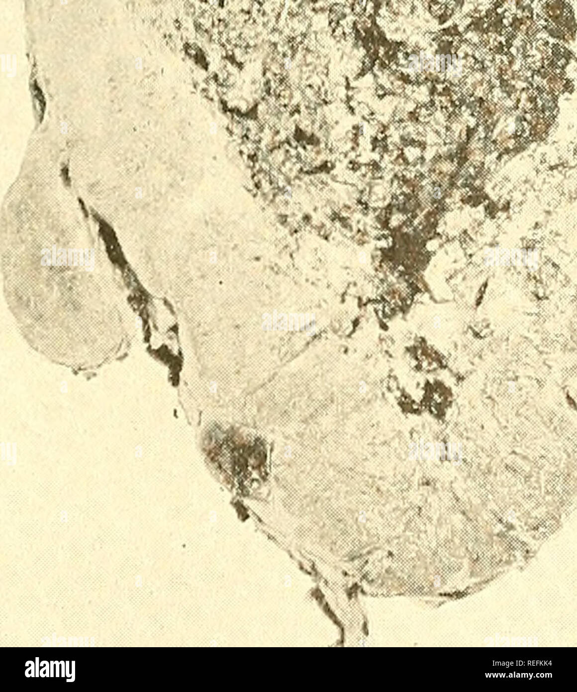 . Comuni malattie degli animali della fattoria. Medicina veterinaria. ^"/. Si prega di notare che queste immagini vengono estratte dalla pagina sottoposta a scansione di immagini che possono essere state migliorate digitalmente per la leggibilità - Colorazione e aspetto di queste illustrazioni potrebbero non perfettamente assomigliano al lavoro originale. Craig, Robert Alexander, 1872-. Philadelphia &AMP; Londra, J. B. Lippincott company Foto Stock
