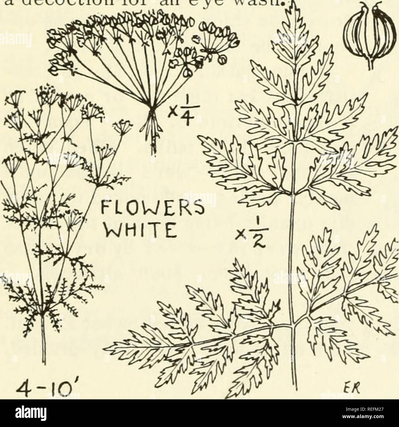 . Comune e commestibili di piante utili dell'Occidente. Piante commestibili, -- West (brevetto statunitense n. S. ); botanica, economico; Botanica -- West (brevetto statunitense n. S. ). Erbe 47 e polverizzato, sono stati mangiati asciutto. Alcune sono state conservate per uso di inverno, sebbene non riarse. H-30. CLARKIA Clarkia, sp. (C. elegans. Elegante Clarkia, illus- quotato sulla sinistra; Co pulchella, Beauti- ful Clarkia, sulla destra),, R-3' alte erbe con lancia o simili a foglie di forma ovale; appariscente, viola o rosa-col- &LT;I sottoposti a elaborazione OR fiori nel terminale, annuendo racemi; petali grandemente ristretta base a. Indiani semi raccolti, che essi essiccato, arida e pulver- virtualizzato; poi mangiato il pasto d Foto Stock