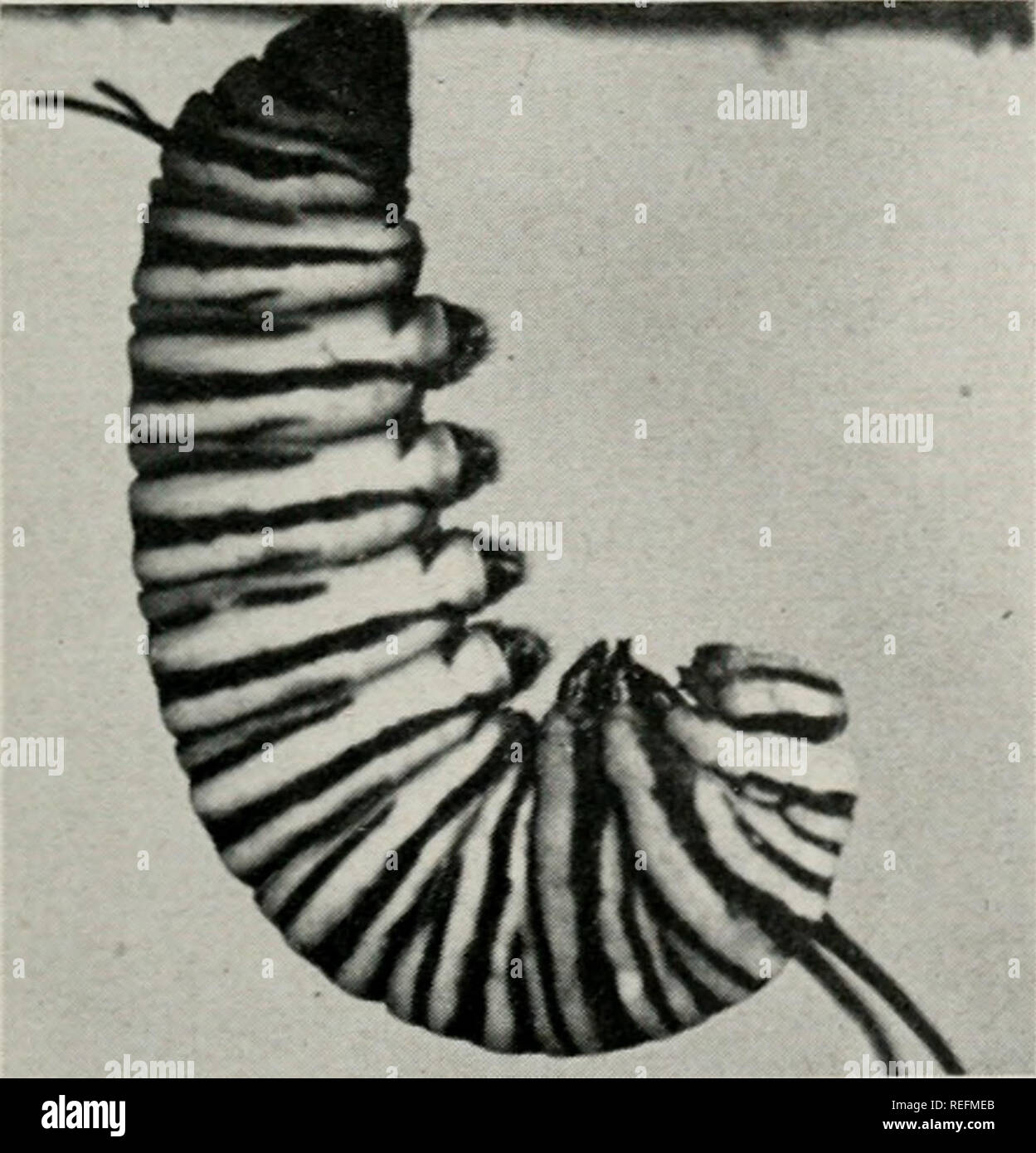 . Comune di insetti Illinois : e perché essi sono interessanti. Insetti -- Illinois. Cicala periodica { Magicicada septendecim). Sia il 13 anno e l'anno 17 varietà di questo insetto si trovano in Illinois. Precedentemente è stato sostenuto dal folk superstiziose che i rari appaiono- tanza di sciami di questi insetti portended guerra. una convinzione confermata dal rossastro "W" sulle ali! (Dimensione di vita) Pelle versato quando ninfa di com- mon cicala emerso dal suolo dopo il periodo di 4 anni (tempo var- ies con diverse specie). (2x) infestato pesantemente albero avrà l)e fatta per sembrare antiestetici. Danni agli alberi Foto Stock