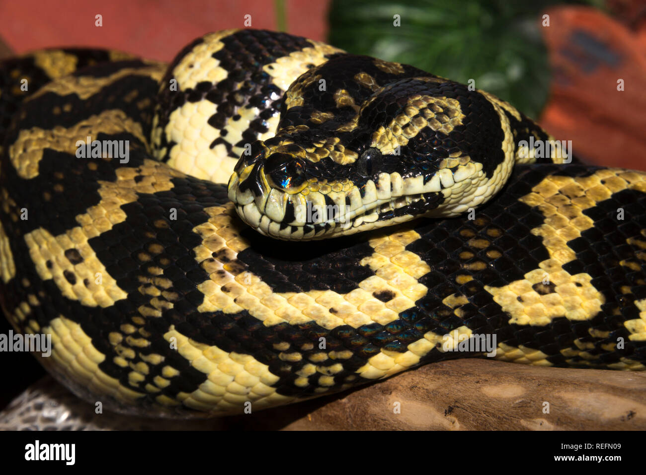Jungle Carpet Python (Morelia spilota cheynei) Foto Stock