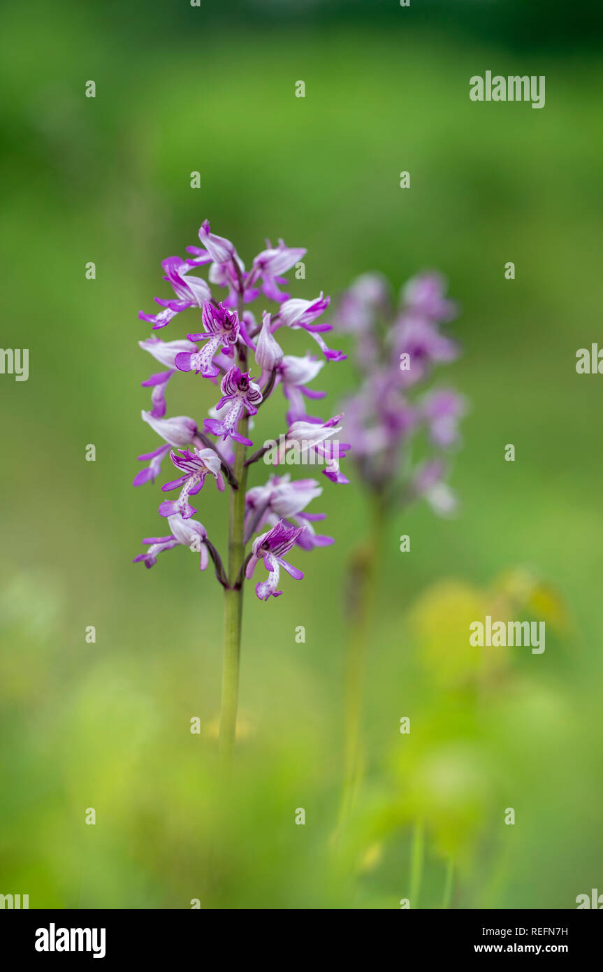 Orchidea militare; Orchis militaris; fiore; Norfolk, Regno Unito Foto Stock
