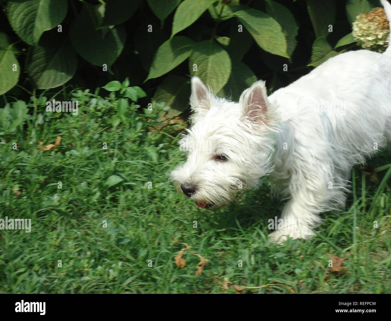 Westie snooping intorno in erba Foto Stock