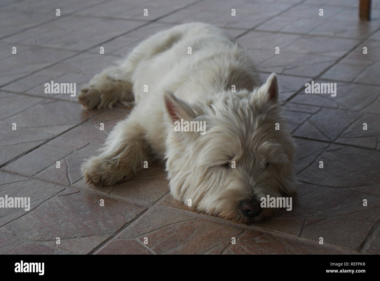West Highland terrier dormendo su piastrelle Foto Stock