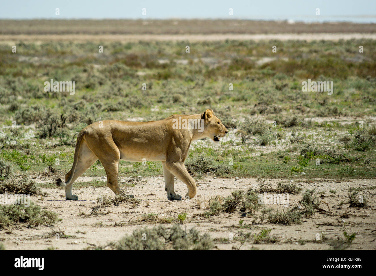 Forte e potente leonessa selvatico sul prowl in Africa. Foto Stock