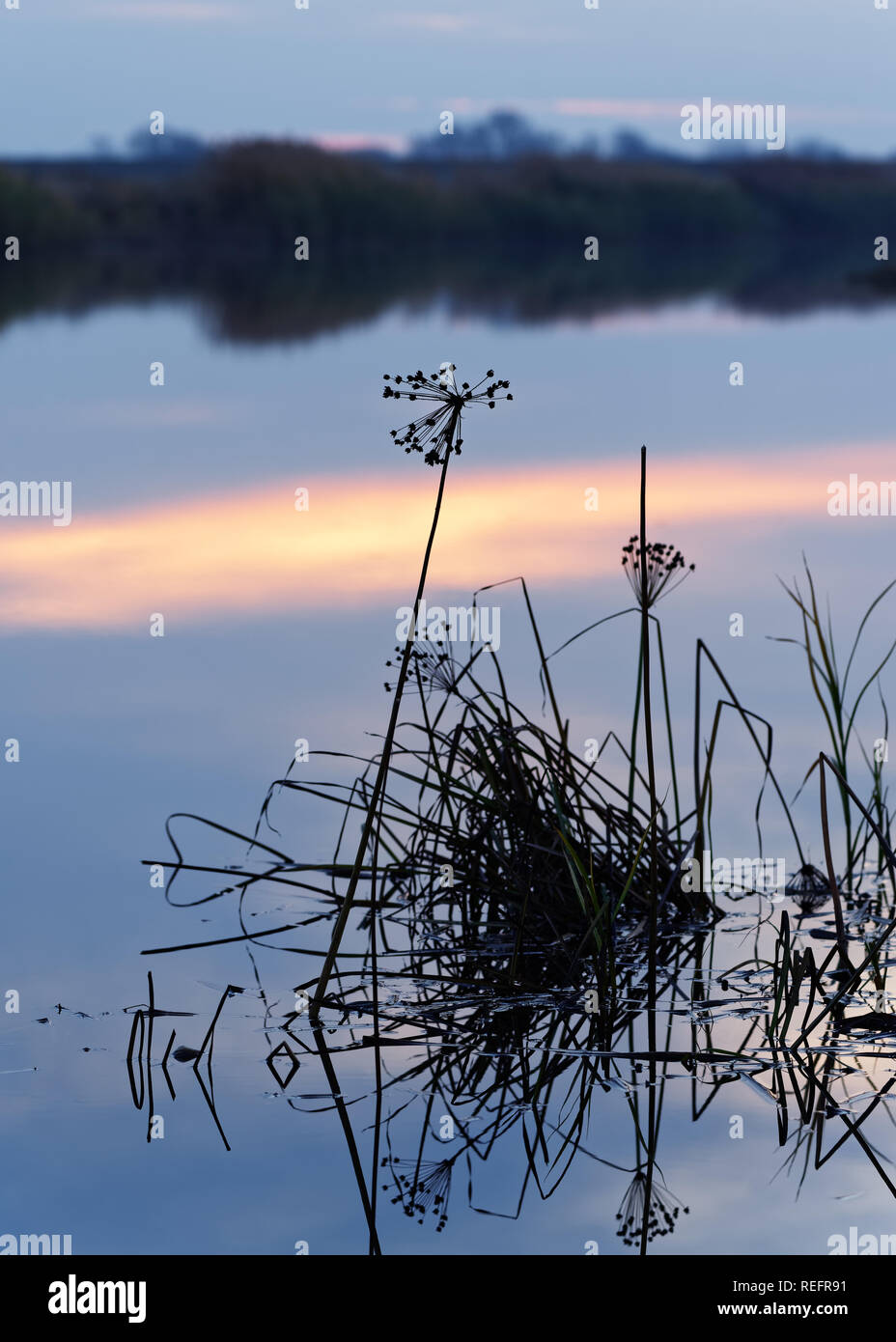 Cannucce e erbe con picchi di fiori in una zona ristretta di nitidezza stand in acqua, dove al tramonto colorato di luce riflessa al tramonto - Posizione: Foto Stock