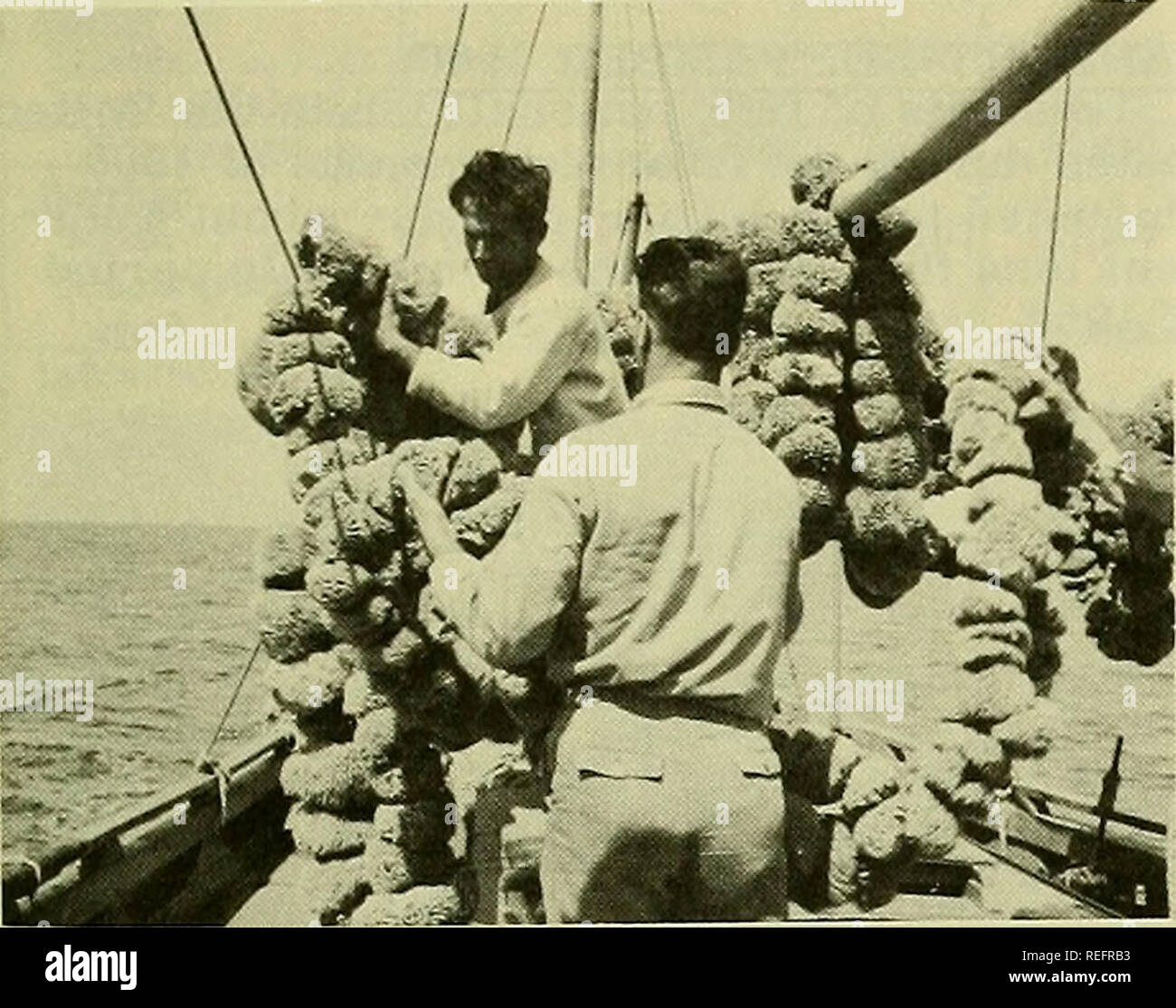 . Pesca commerciale di revisione. La pesca e il commercio di pesce. Gennaio 1961 pesca commerciale REVIEW 35 centro di questa industria è Tarpon Springs sulla costa occidentale della Florida. Sponsor del film è la spugna e camosci Institute e il produttore e distributore del film è il pesce e il Servizio Faunistico di Presidenza della pesca commerciale. La premiere del film sarà in Tarpon Springs, Fla., 10 dicembre, in occasione della riunione annuale della spugna e camosci Istituto. Le stampe saranno disponibili presso l' Ufficio di presidenza del film che hanno collaborato le biblioteche di tutto il paese su un prestito gratuito di base e dal Vis Foto Stock