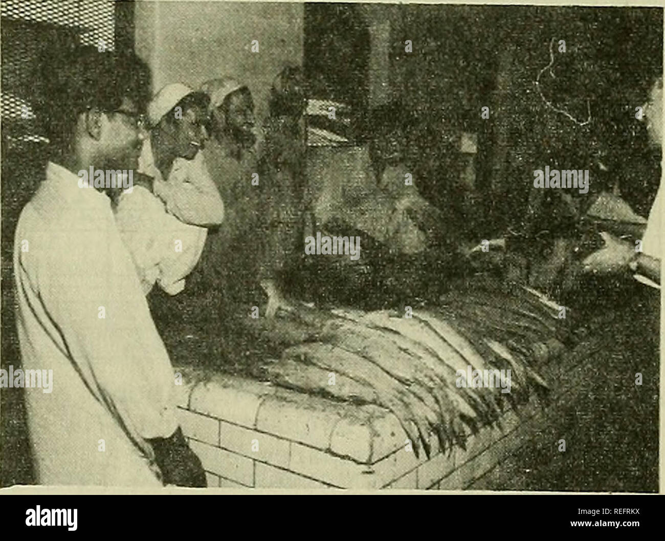 . Pesca commerciale di revisione. La pesca e il commercio di pesce. Febbraio 1961 pesca commerciale REVIEW 55 Nicaragua (continuazione,): Tabella 2 - Nicaragua Shrimpi^ esportazioni (headless) dal paese di destinazione, 1956-59 e Gennaio-Giugno 1960 Anno Paese di destinazione Quantità Valore gennaio-giugno 1960 . Costa Rica El Salvador Stati Uniti Lbs. 528 7,123 236,126 US$ 200 3,800 91,464 Totale . . 243,777 95,464 1959 Costa Rica . El Salvador . Panama .... Stati Uniti 7,746 1,223 15,003 420,983 3.300 720 183,220 5,330 TOTALE . . 444,955 192,570 1958 Panama .... Stati Uniti 602,811 6,008 3,600 315,721 totale . . 608, Foto Stock