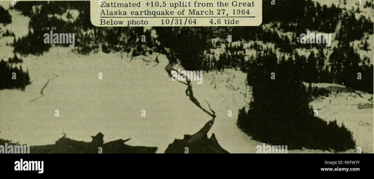 . Pesca commerciale di revisione. La pesca e il commercio di pesce. Foto precedente 4/7/65 1.2 marea Wild Creek, Port Chalmers, Montague Island in Alaska, stimati +10,5 uplift dal grande terremoto in Alaska di Marzo 27, 1964 foto seguente 10/31/64 4.6 marea. Le fotografie aeree che mostra le modifiche overwinter nel canale di Wild Creek che illustrano instabilità estrema a seguito del terremoto in Alaska. La maggior parte dei flussi in Prince William Sound in zone innalzate 6 piedi o più visualizzata l'azione simile. (Foto: Jerre Olson). Si prega di notare che queste immagini vengono estratte dalla pagina sottoposta a scansione di immagini che possono essere state digitalmente Foto Stock