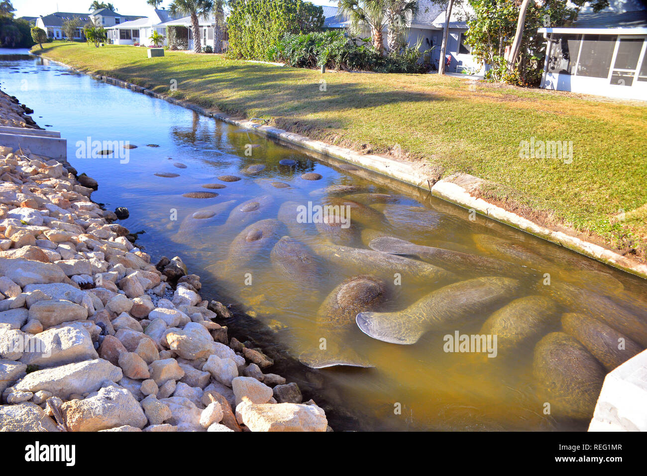 Indian Harbour Beach, Florida. Stati Uniti d'America. Il 21 gennaio 2019. Florida's giganti gentili, lamantino, cercano di acqua calda rifugio durante la stagione fredda. Una volta che la temperatura dell'acqua scende al di sotto di 68 gradi, possono sperimentare acqua fredda lo stress che possono portare alla morte. In questo swallow canale d'acqua che conduce alla Banana River dozzine di questi mammiferi marini si riunivano come la temperatura dell'acqua è sceso. Credito foto Julian Porro / Alamy Live News Foto Stock