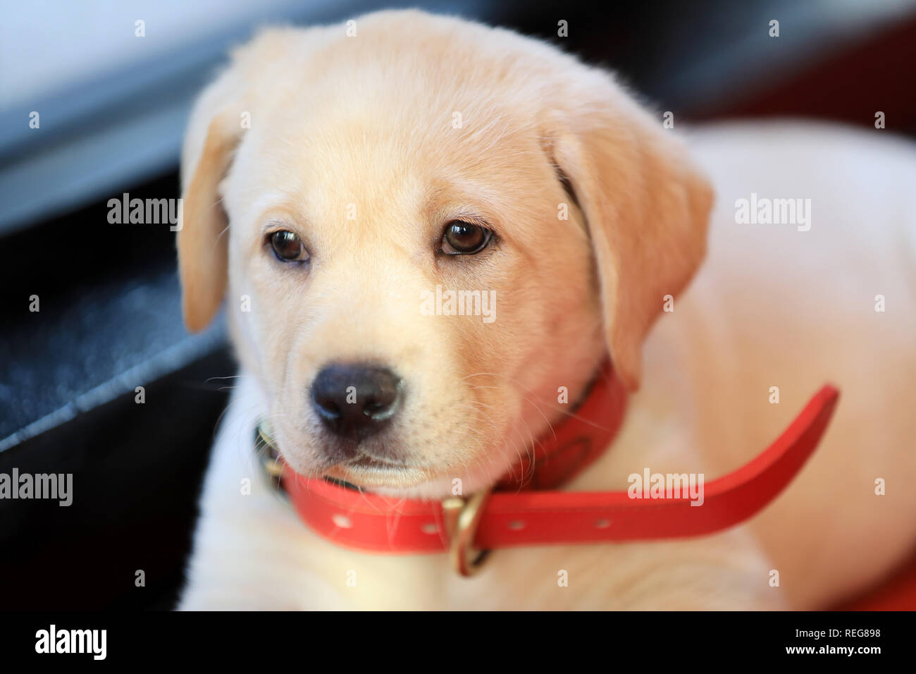 Londra, Regno Unito. Xxi Jan 2019. Su Blu Lunedì, Staples soluzioni create un pop-up 'felice spazio' su Baker Street, Londra, per sollevare gli spiriti degli impiegati. Carino 8 settimane vecchio Labrador Retriever cuccioli erano a portata di mano per aggiungere un po' di allegria su più deprimenti giorno dell'anno. La ricerca ha trovato che ha trovato che 81% di ufficio nel Regno Unito i lavoratori dicono il loro spazio in ufficio ha un impatto diretto sulla loro salute mentale. - Xxi Jan 2019 Credit: Oliver Dixon/Alamy Live News Foto Stock