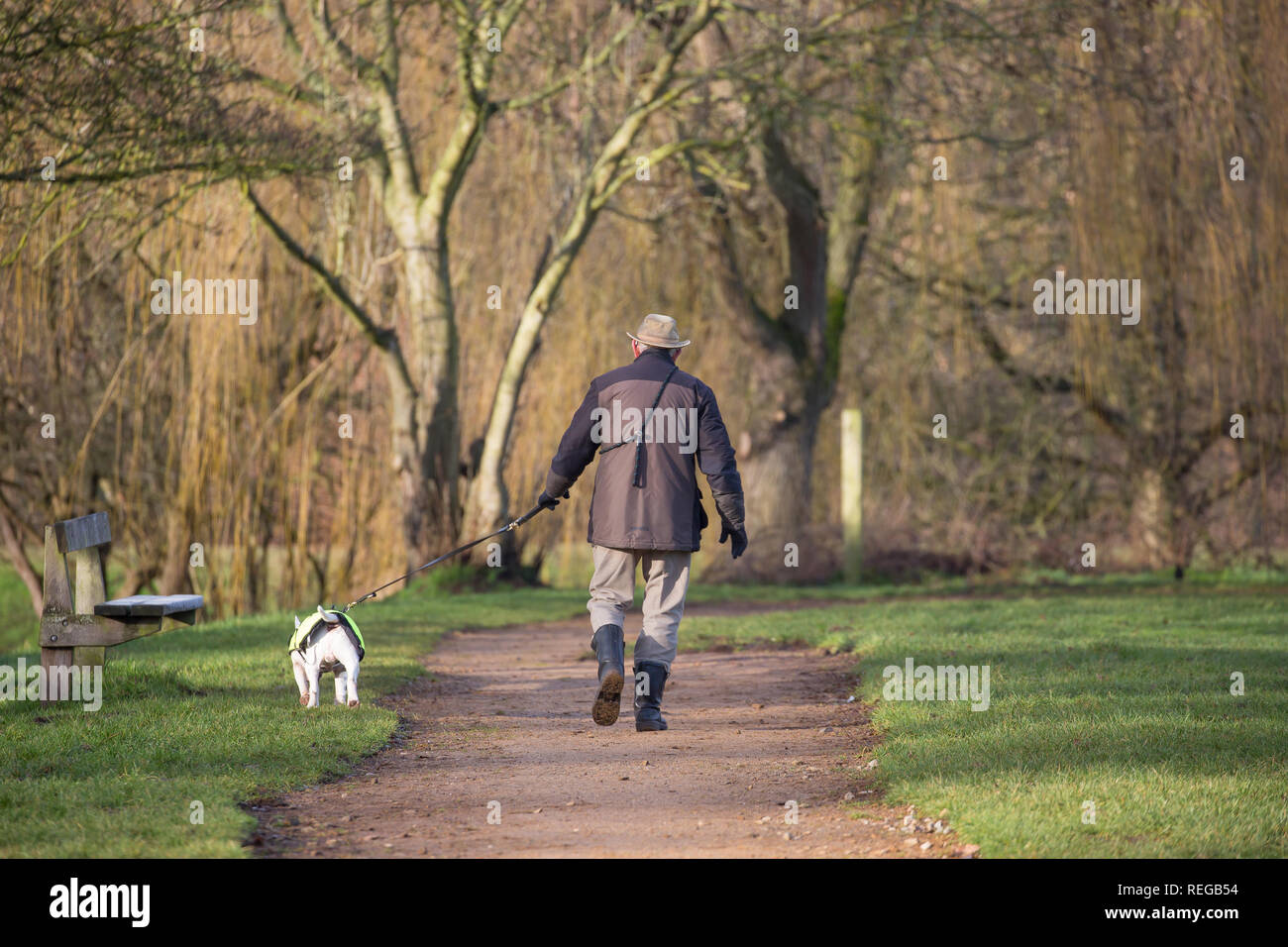 Kidderminster, Regno Unito. 22 gennaio 2019. Tempo nel Regno Unito: Dopo l'inizio molto freddo di oggi, il sole glorioso del mattino è una vista più gradita per gli escursionisti del cane nel Worcestershire. Un uomo isolato di mezza età è visto qui, da dietro, a piedi con il suo toro terrier su un piombo passato un vuoto parco britannico panca. Credit: Lee Hudson/Alamy Live News Foto Stock