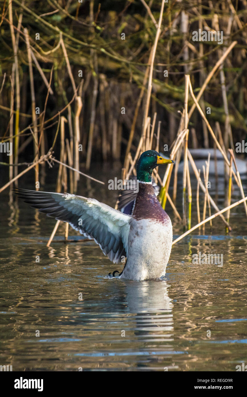 Un maschio di Mallard Duck Anas platyrhynchos sbattimenti le sue ali su di un lago. Foto Stock
