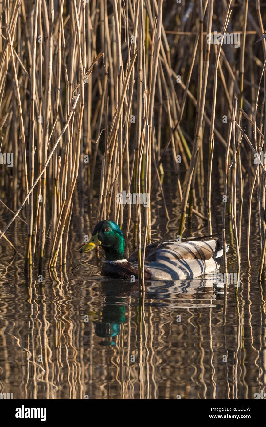 Un maschio di Mallard Duck Anas platyrhynchos visto tra i giunchi sulle sponde di un lago. Foto Stock