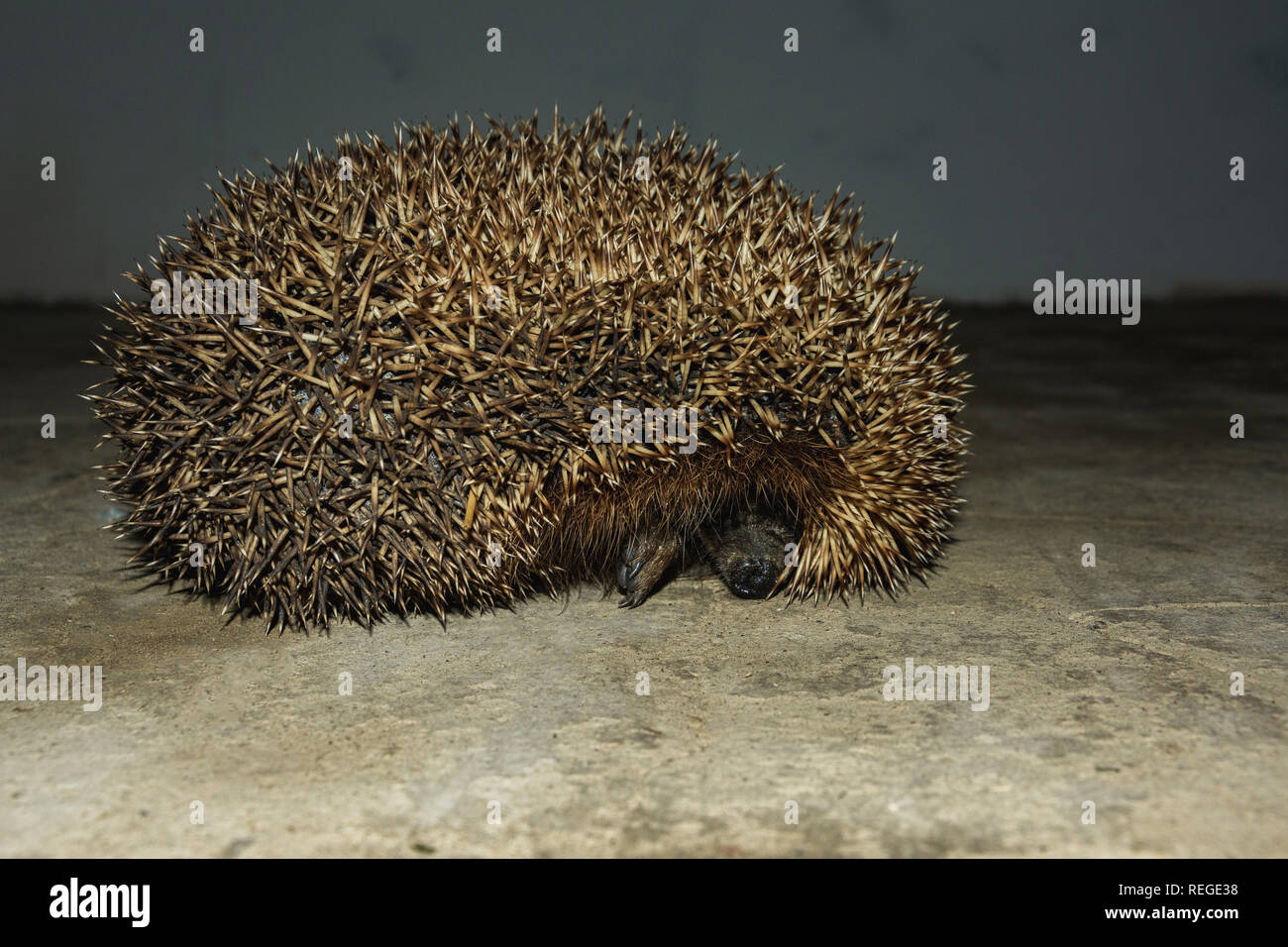 Un meraviglioso riccio esplora la casa e spara fuori di esso 2019 Foto Stock