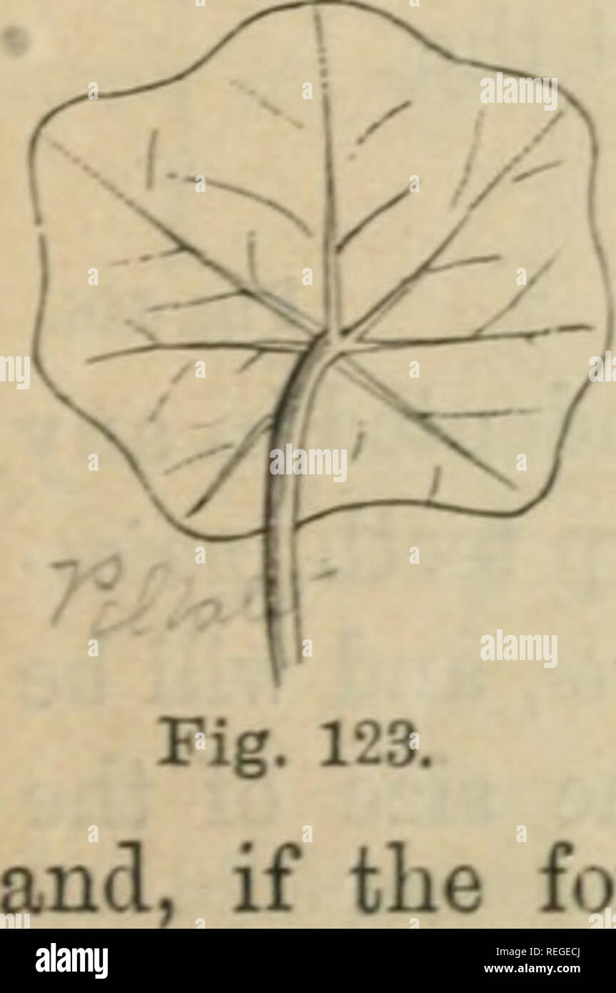 . Il comunemente verificatesi piante selvatiche di Canada, e più in particolare della provincia di Ontario : una flora per l uso dei principianti. La botanica; botanica; piante. Fig. 120. Fig. 121. Fig. 122. e saranno facilmente compresi da figure allegate. Se il picciolo è attaccato a qualsiasi parte della superficie inferiore della foglia, anziché al bordo del battente è peltate (scudo- sagomato) (Fig. 123). 109. Lascia che sono lobate sono solitamente descritto da indicando se essi sono palmately o pinnately venato, ex, il numero di lobi è in genere. Si prega di notare che queste immagini vengono estratte dalla pagina sottoposta a scansione Foto Stock